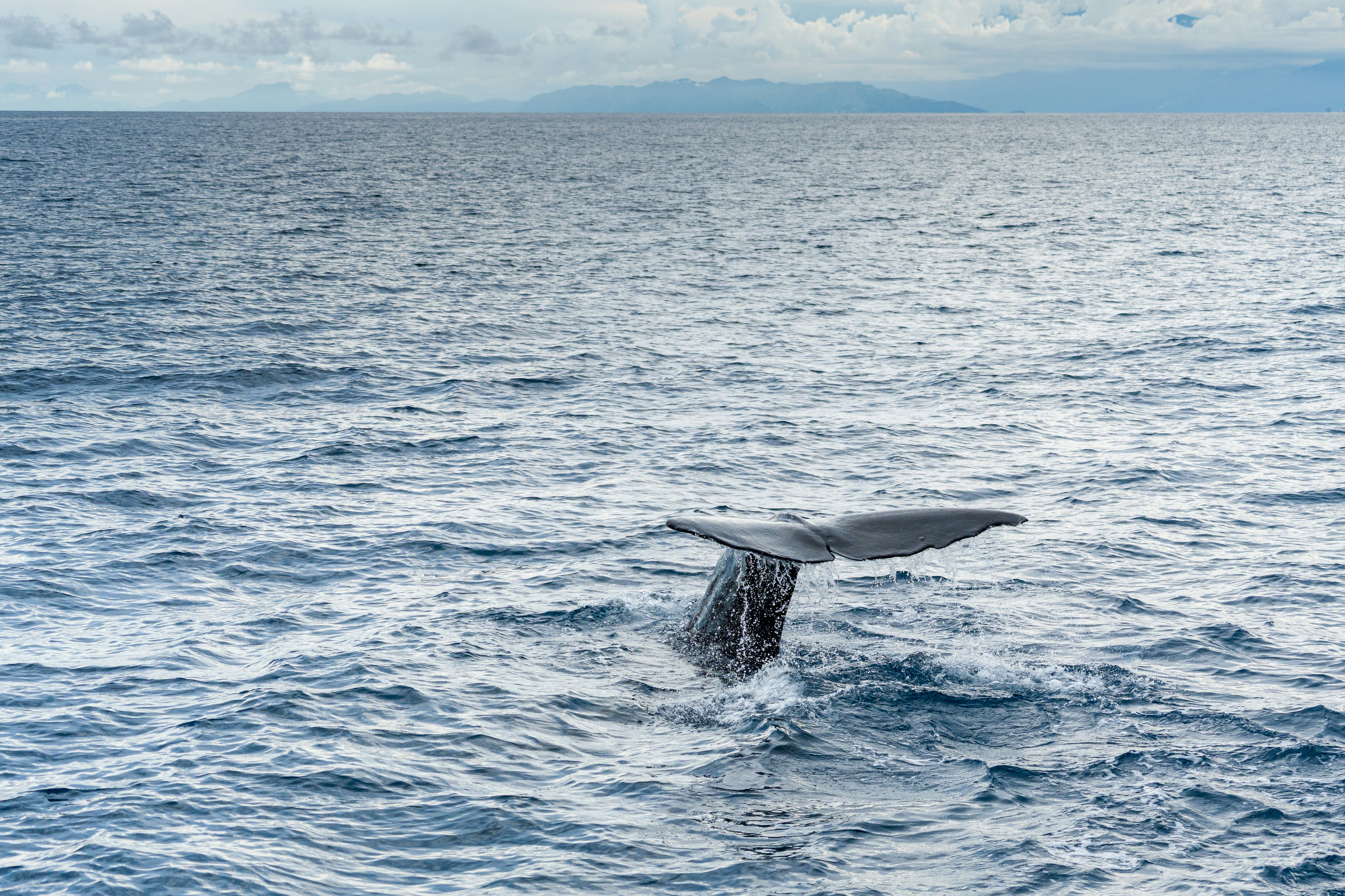 A sperm whale tail breaching the surface of the deep blue ocean