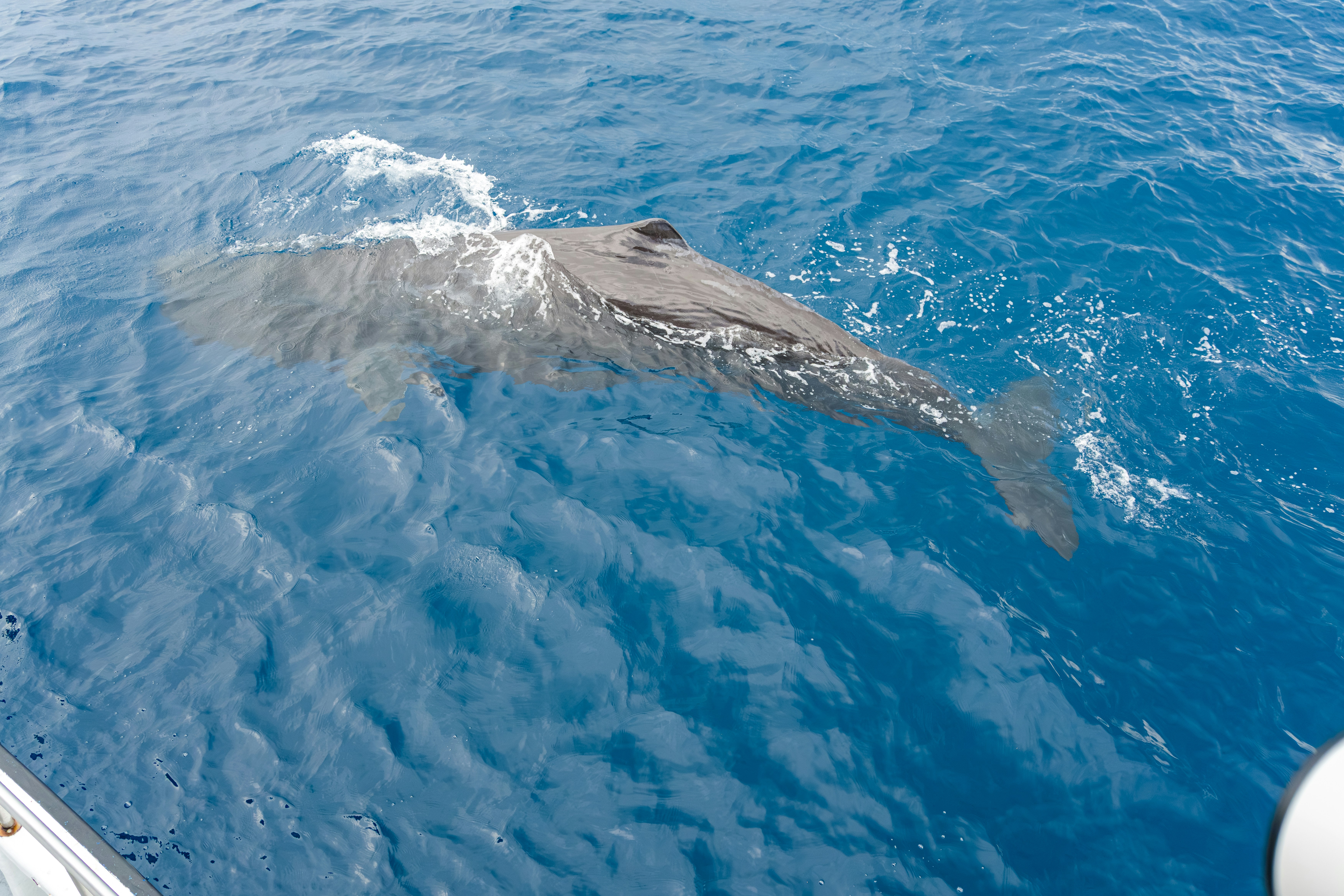 Sperm whale swimming just below the ocean surface