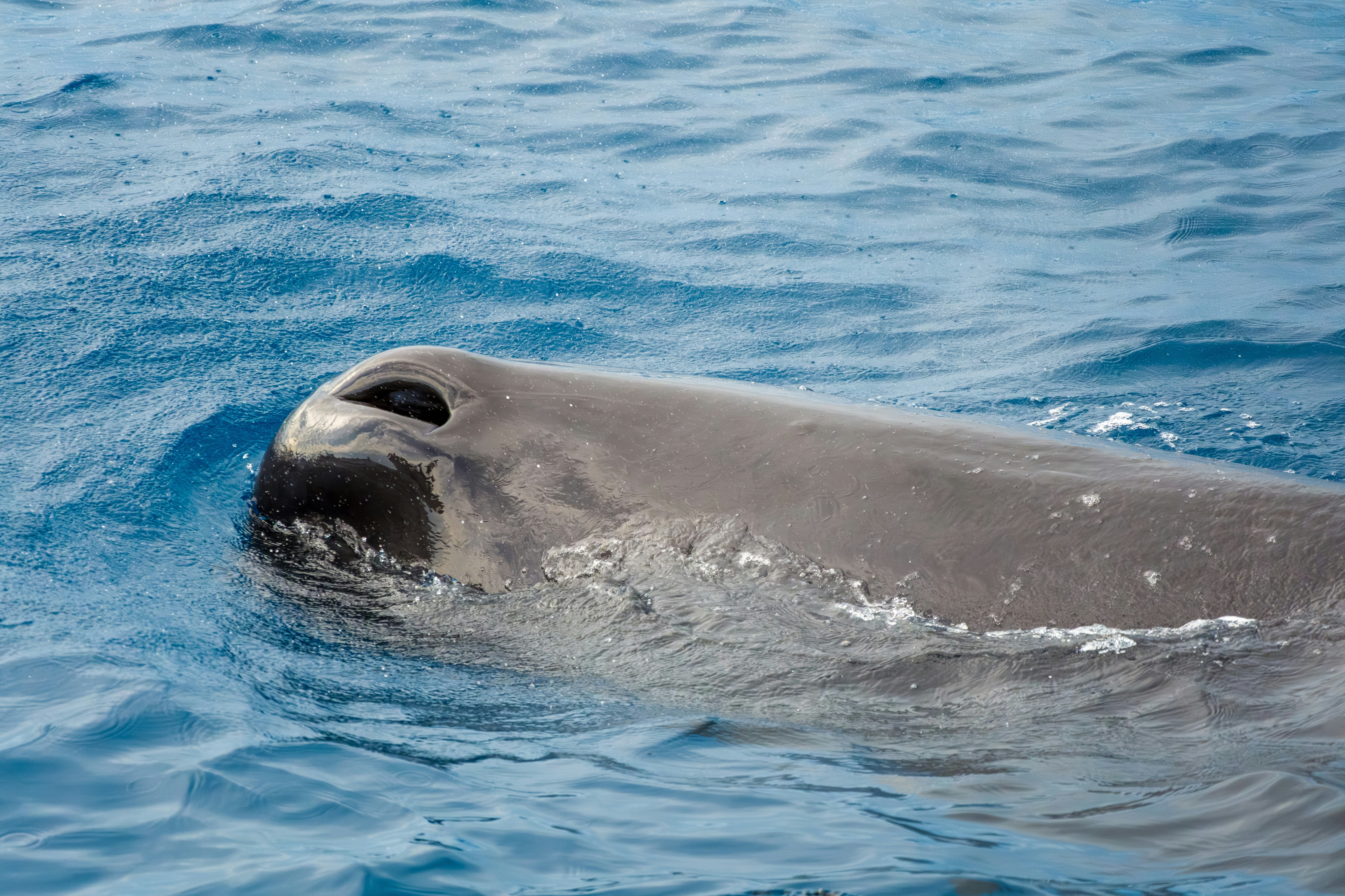 The head of a sperm whale surfacing in deep blue ocean water.