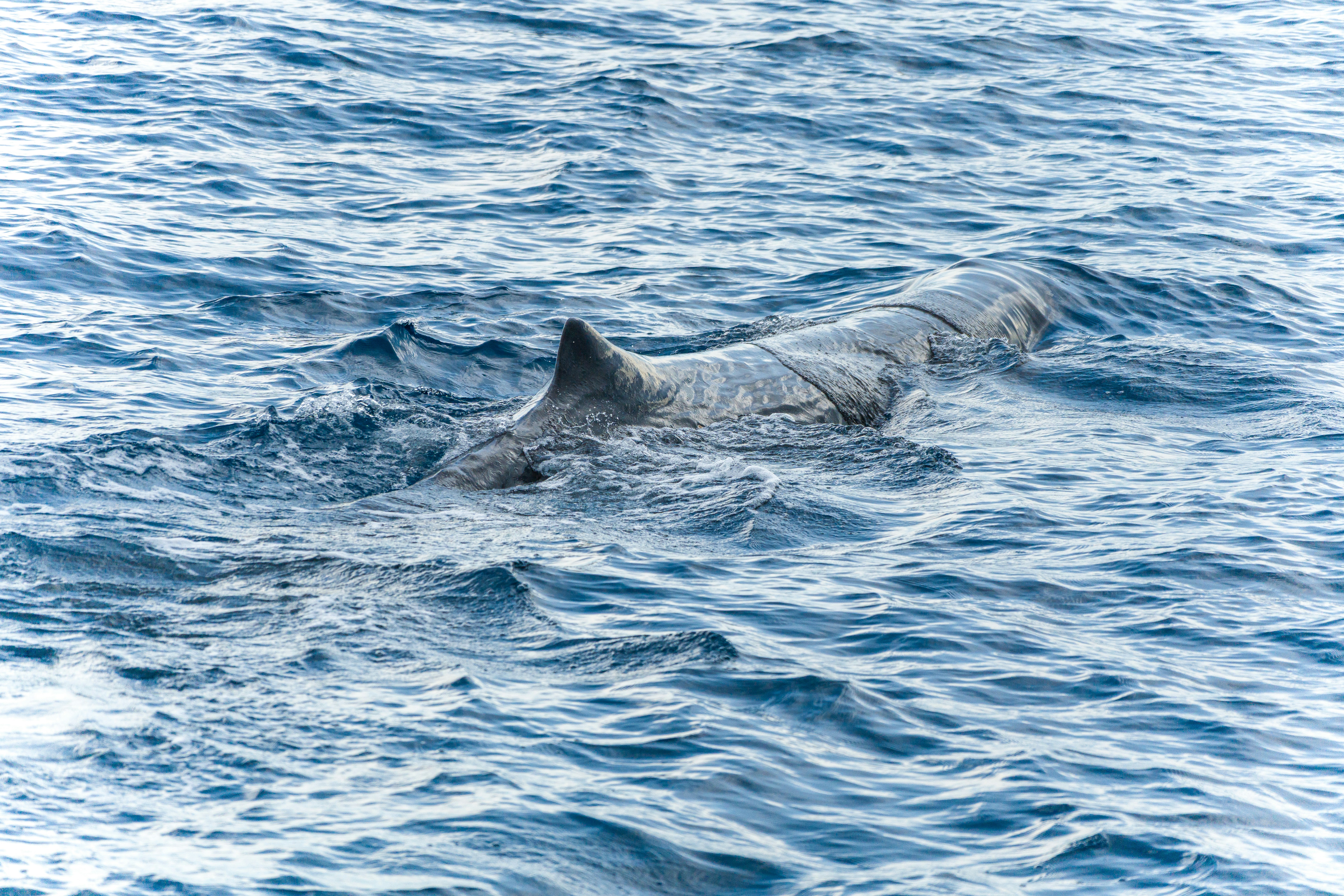 A sperm whale swimming through deep blue ocean water.