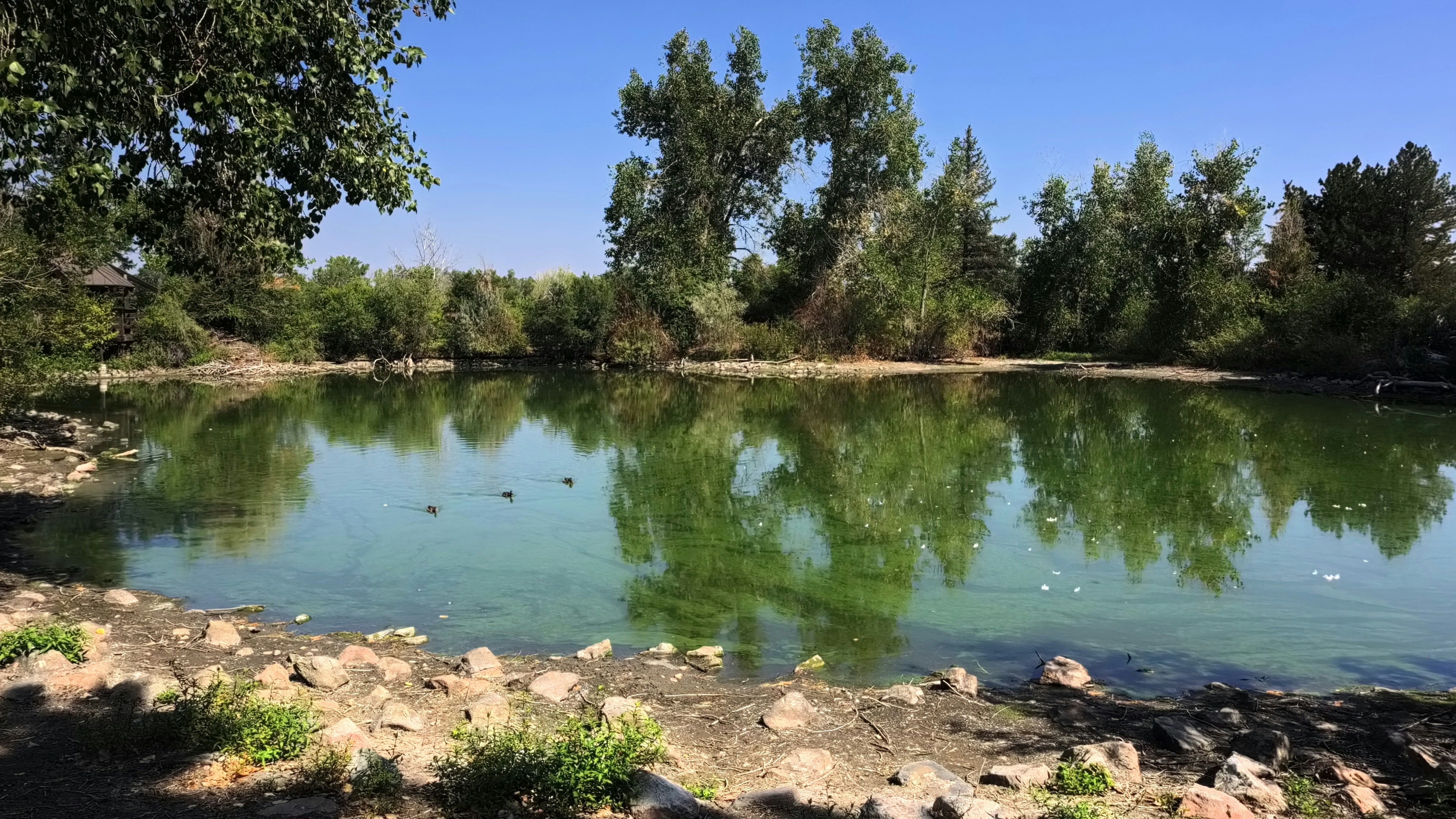 Calm pond reflecting trees under blue sky