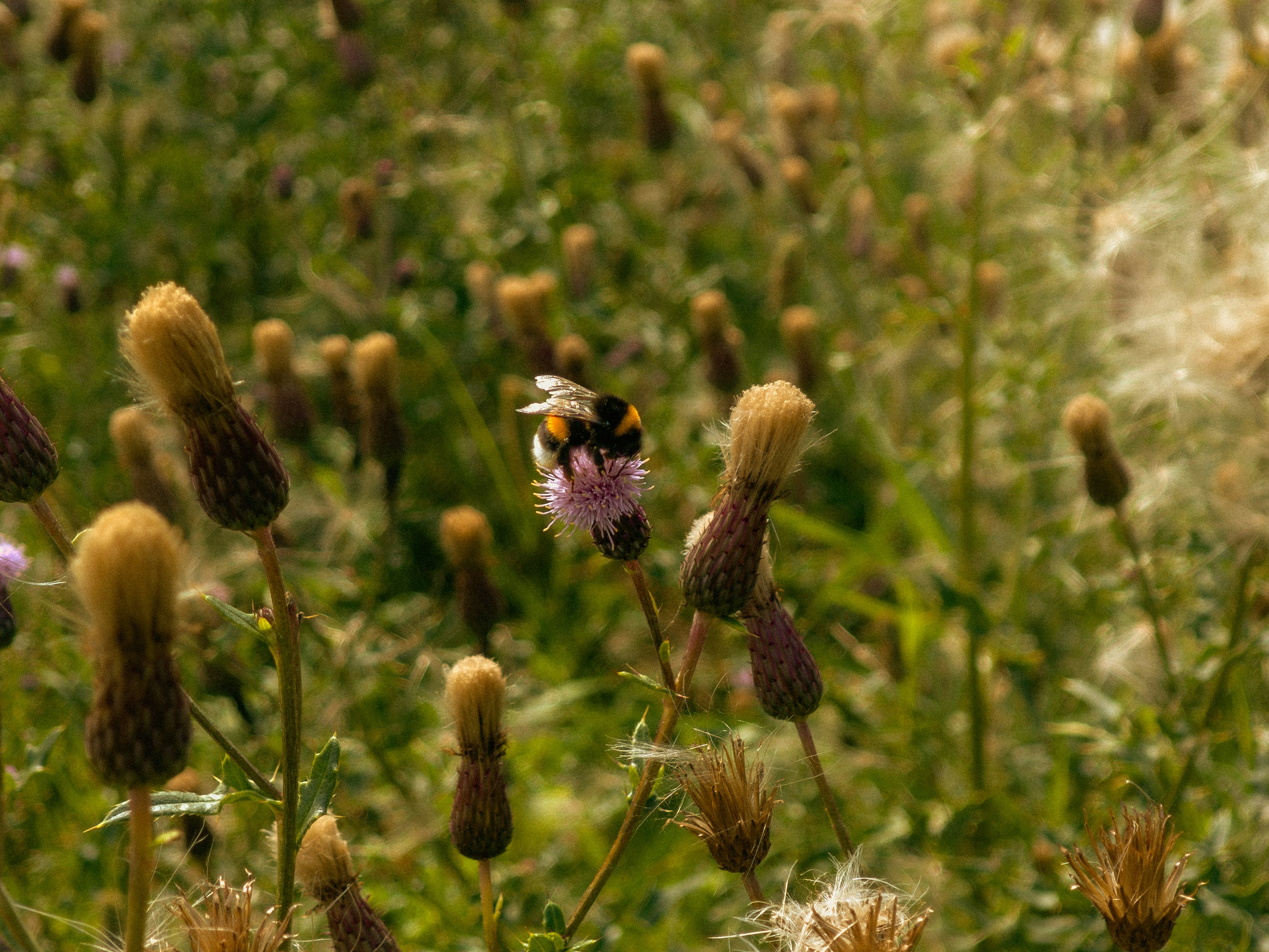Un abejorro posado en una flor de cardo morado en un campo de malas hierbas