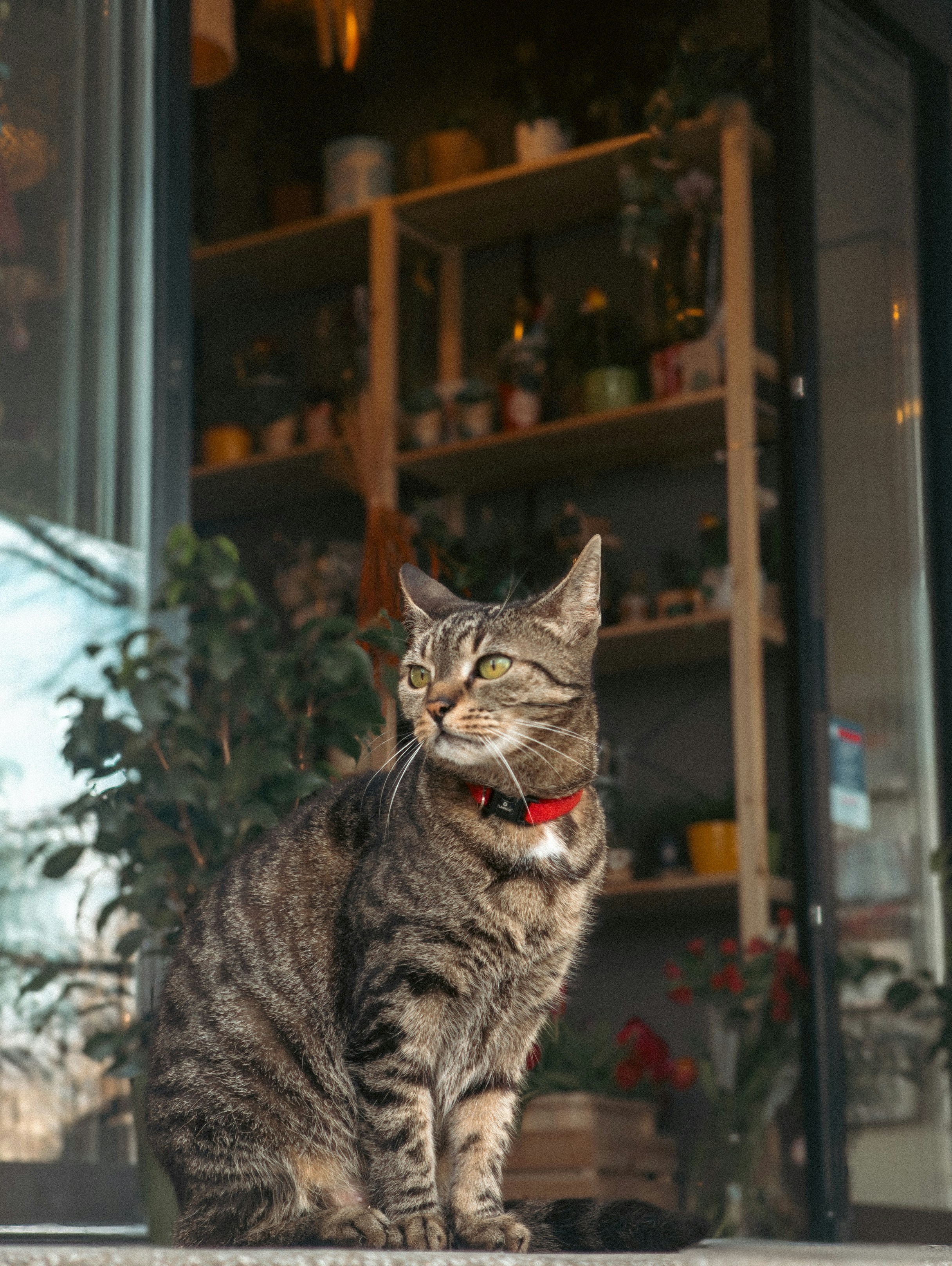 Un gato atigrado con collar rojo sentado frente al escaparate de una tienda