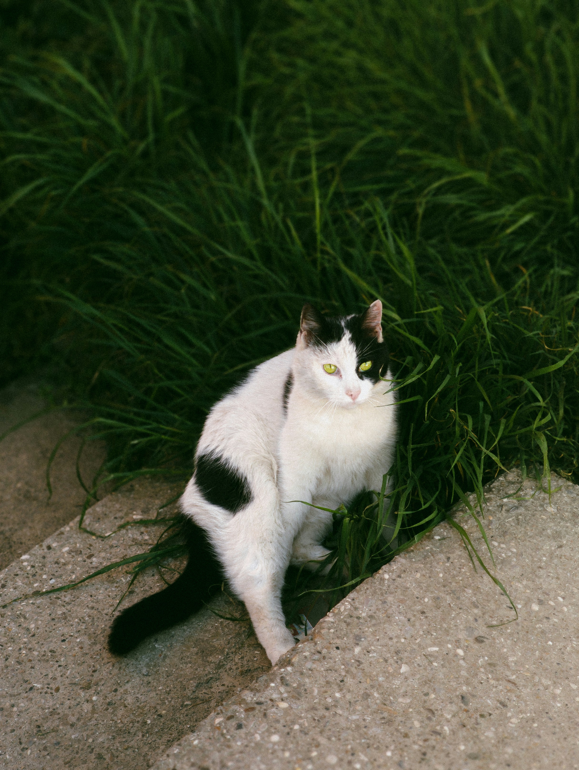 Un gato blanco y negro con ojos verdes en hierba alta y verde