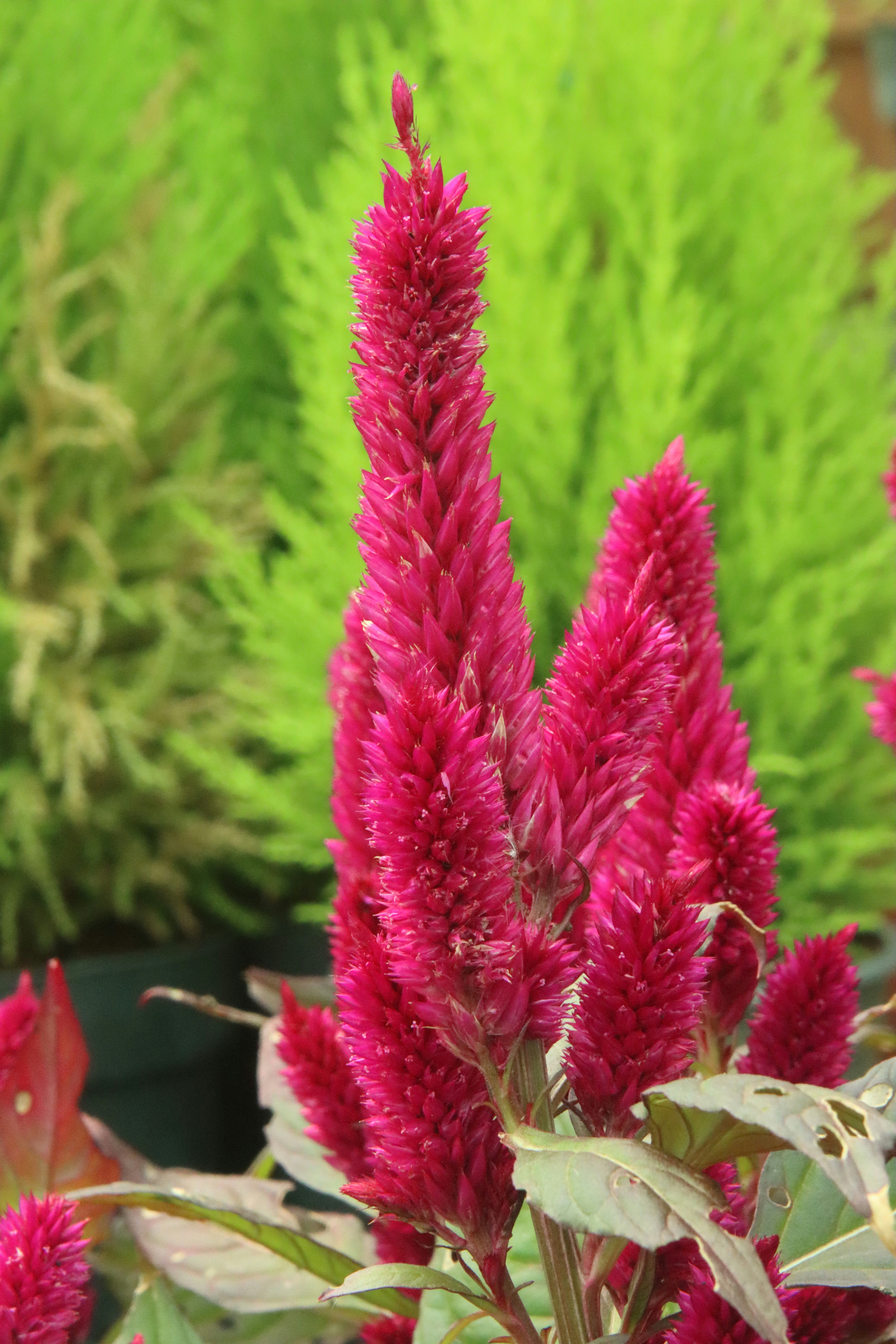 Magenta celosia plumes against soft green