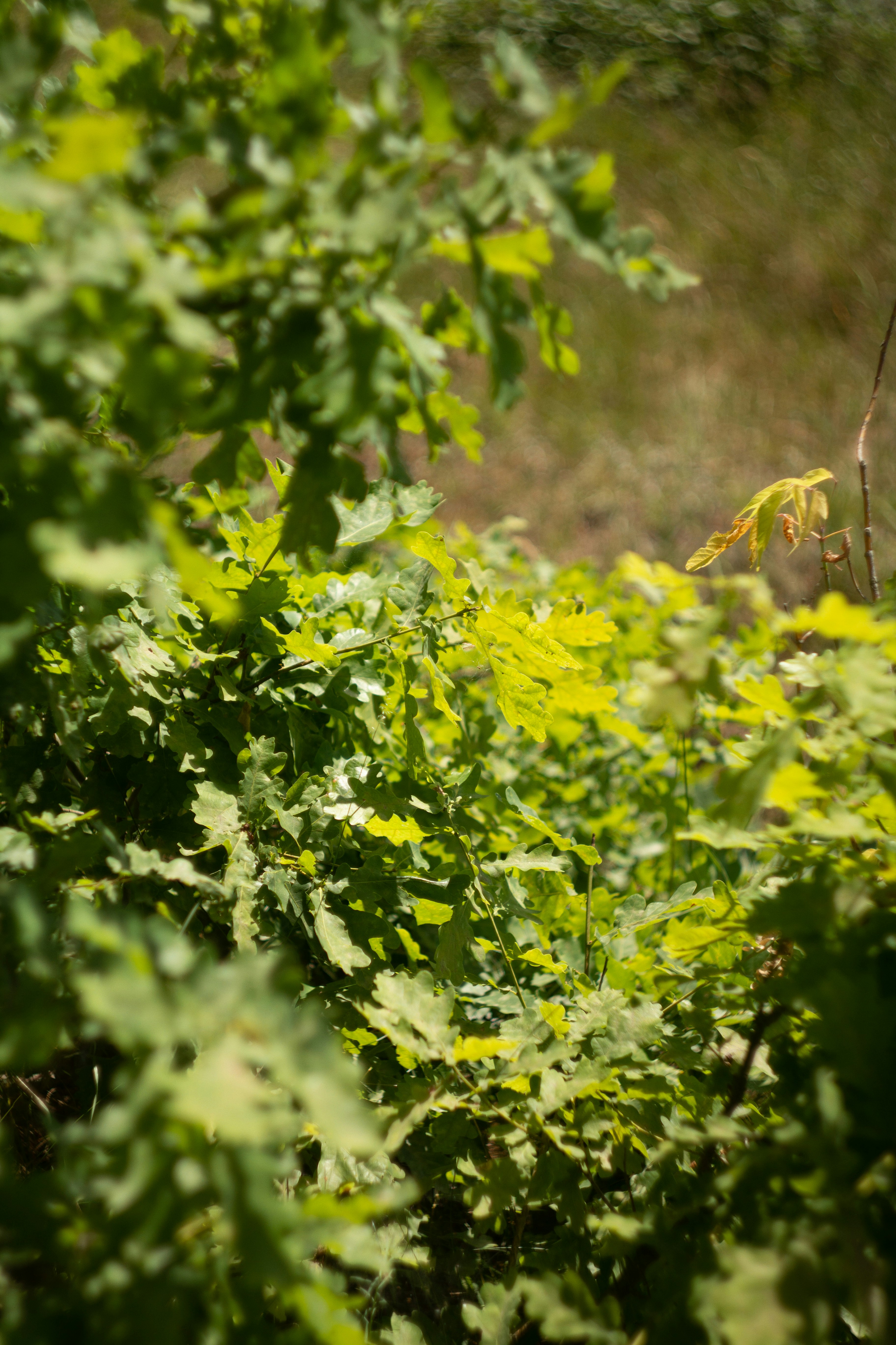 Lens: Helios 44-3