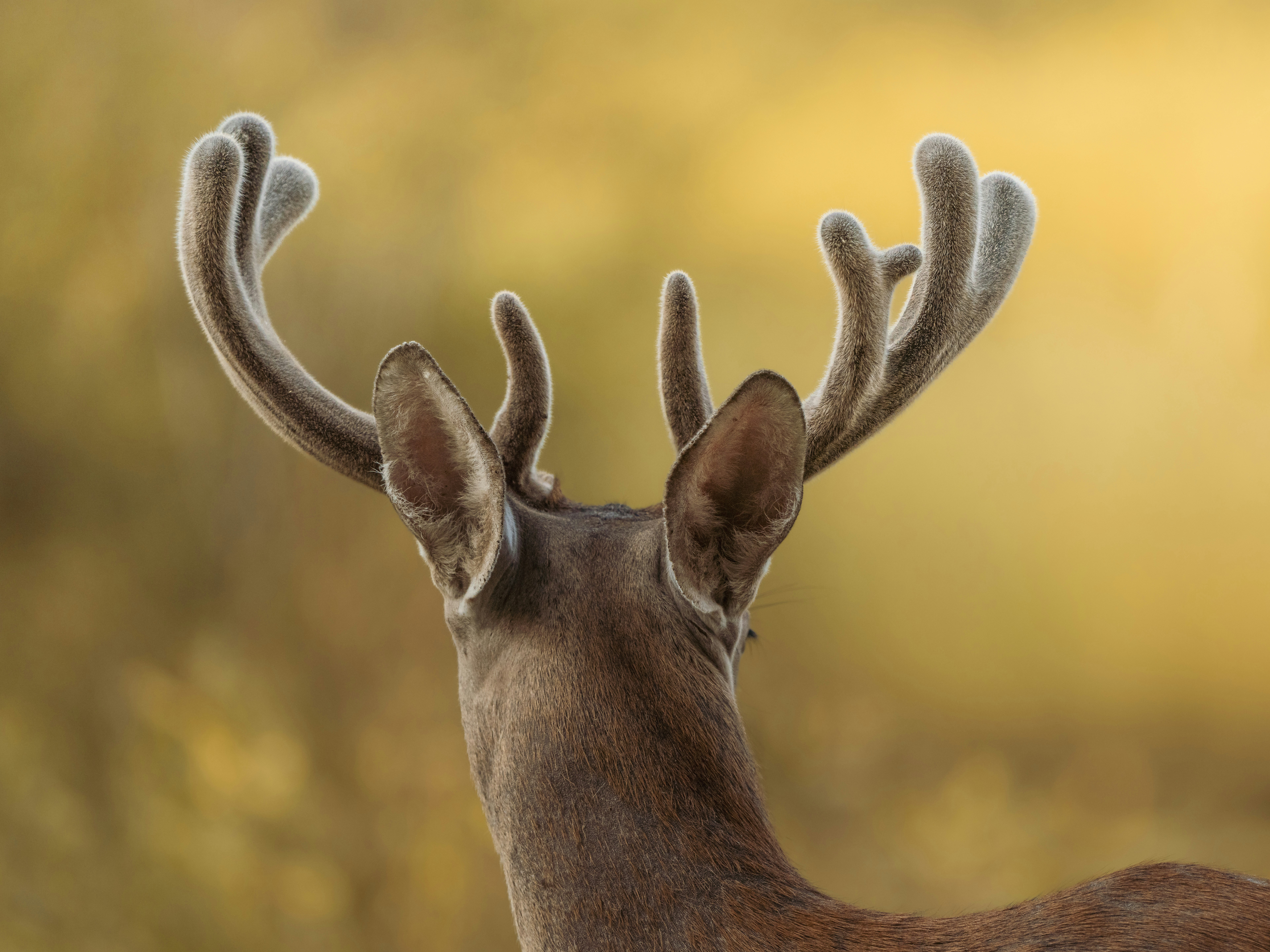 A deer with velvet antlers seen from behind against a soft golden background.
