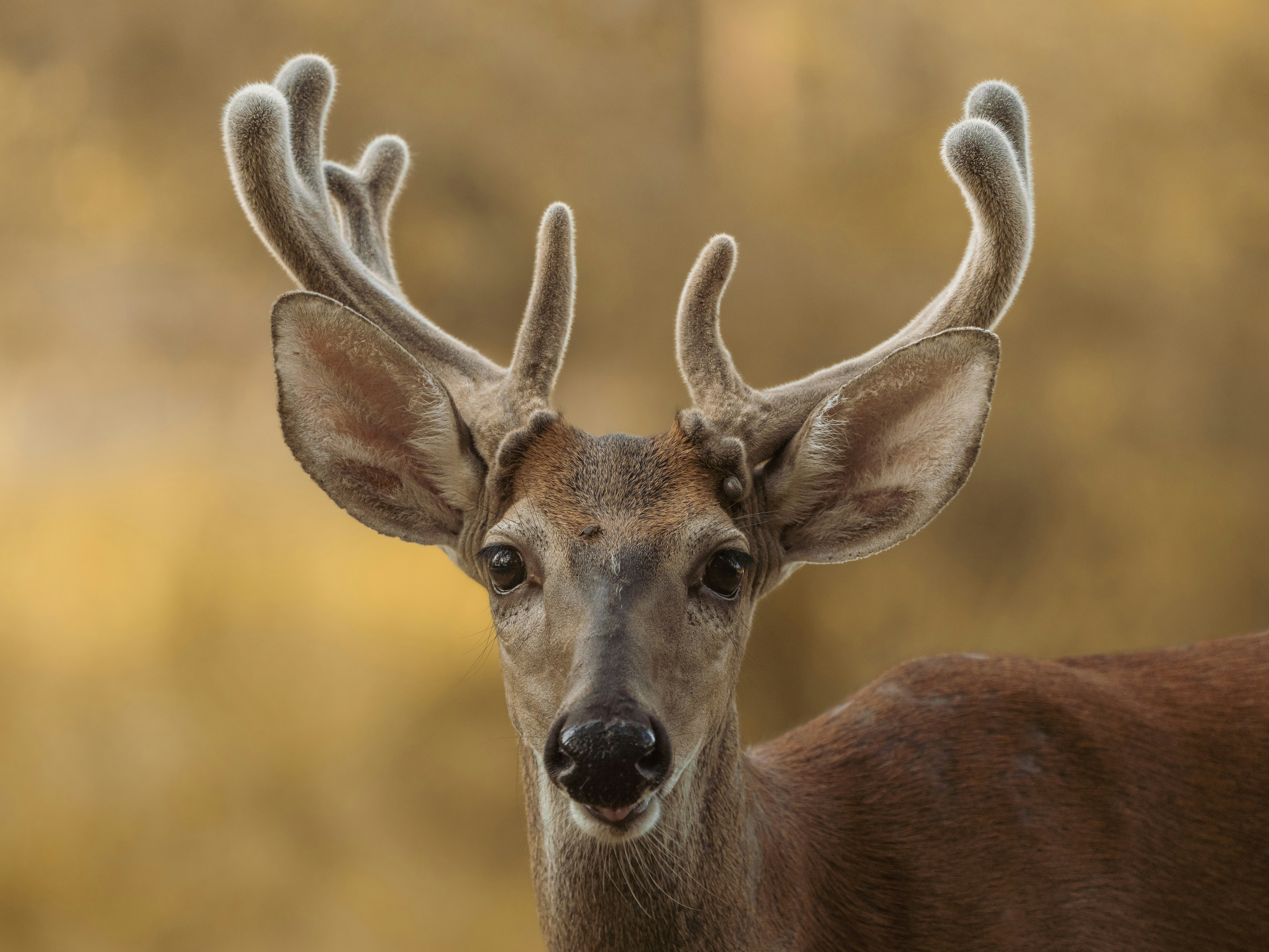 A Deer in the Headlights