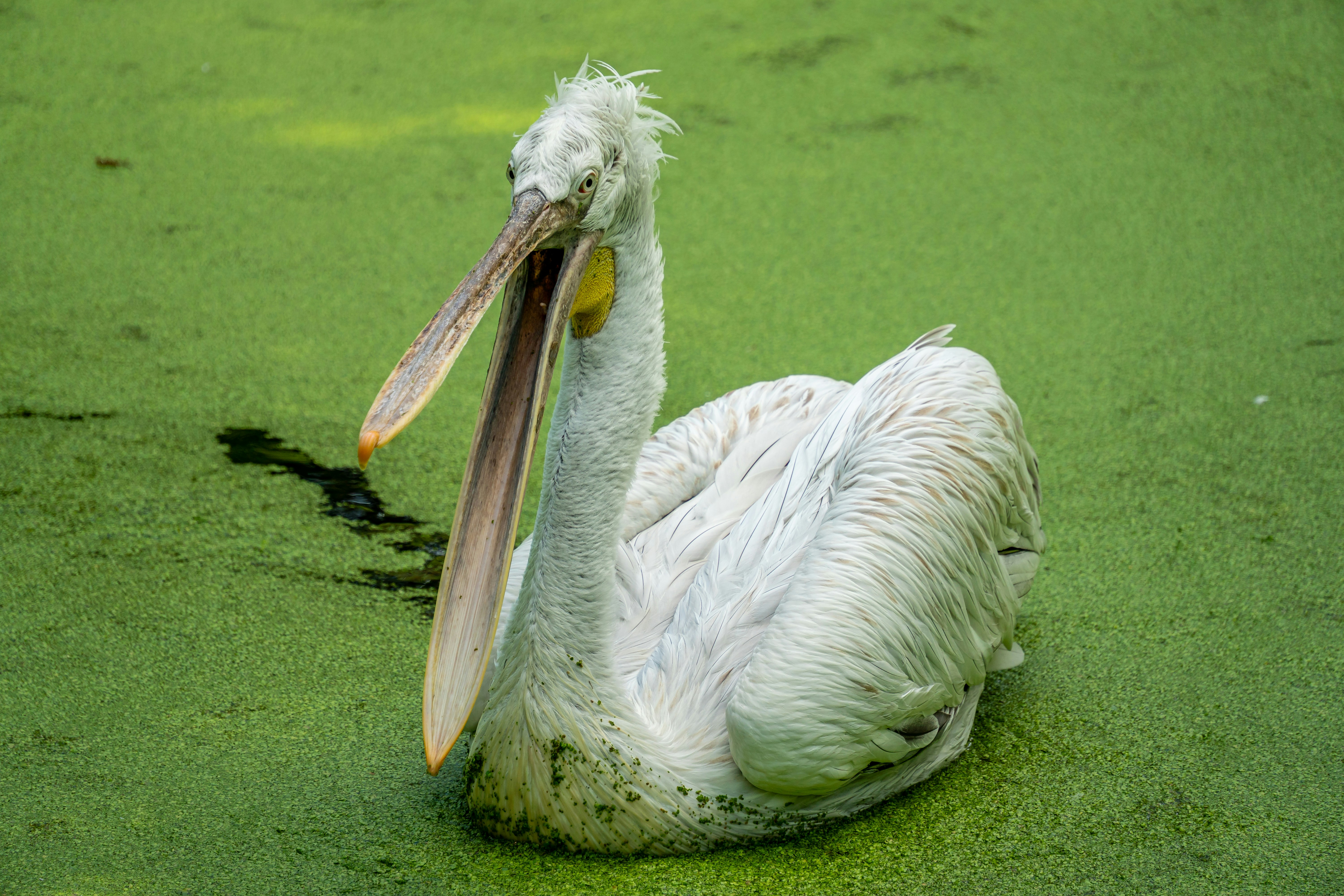 Ein Dalmatinerpelikan mit offenem Schnabel, der in einem mit Grünalgen bedeckten Teich schwimmt.