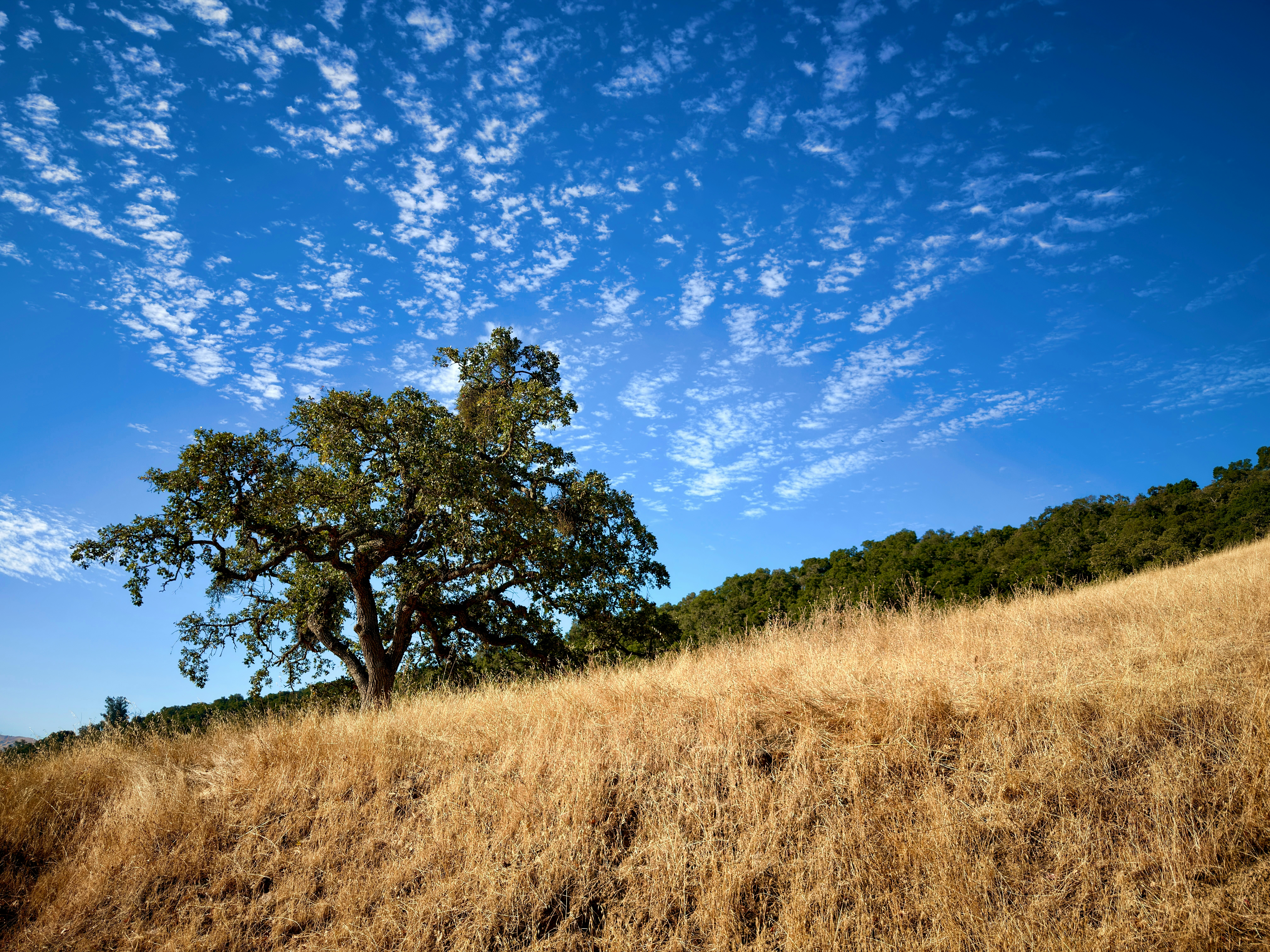 A lone oak tree on a dry golden hillside under a bright blue sky