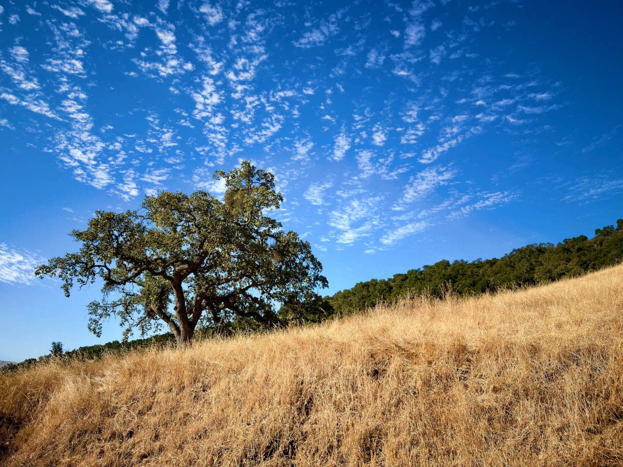 A lone oak tree on a dry golden hillside under a blue sky