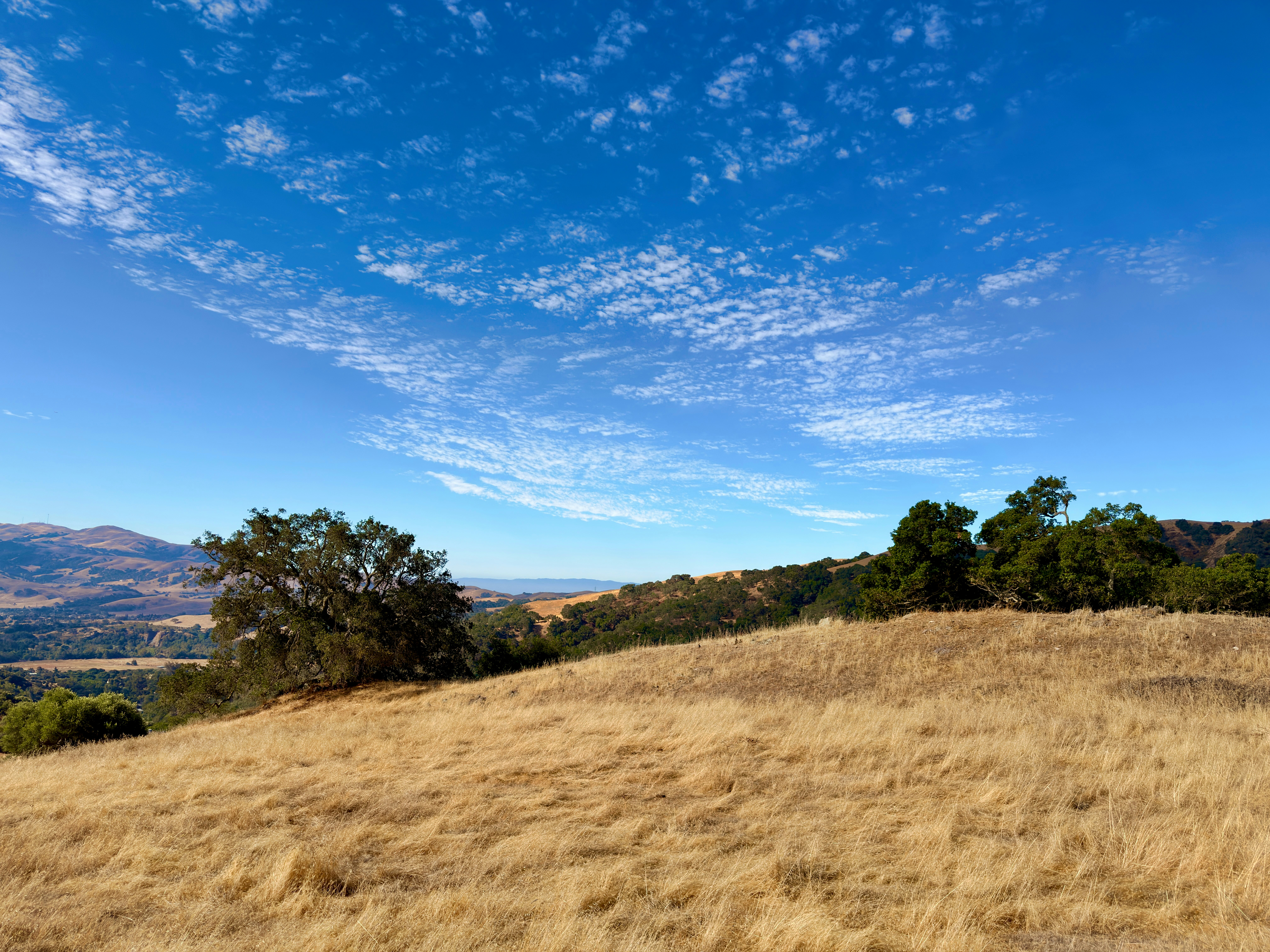 Dry golden grass on a hillside with oak trees under a blue sky