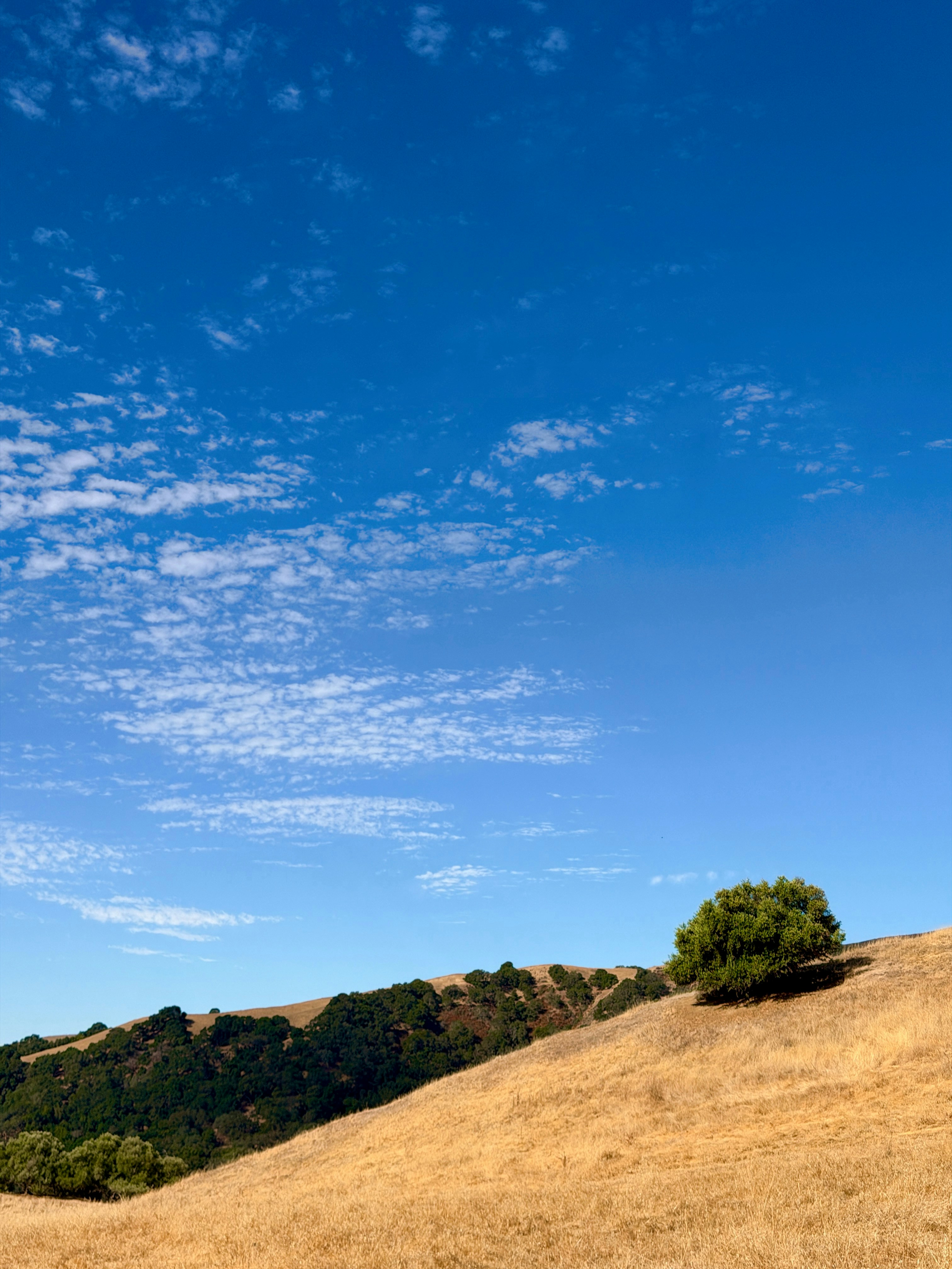 A lone green tree on a dry golden hillside under a blue sky