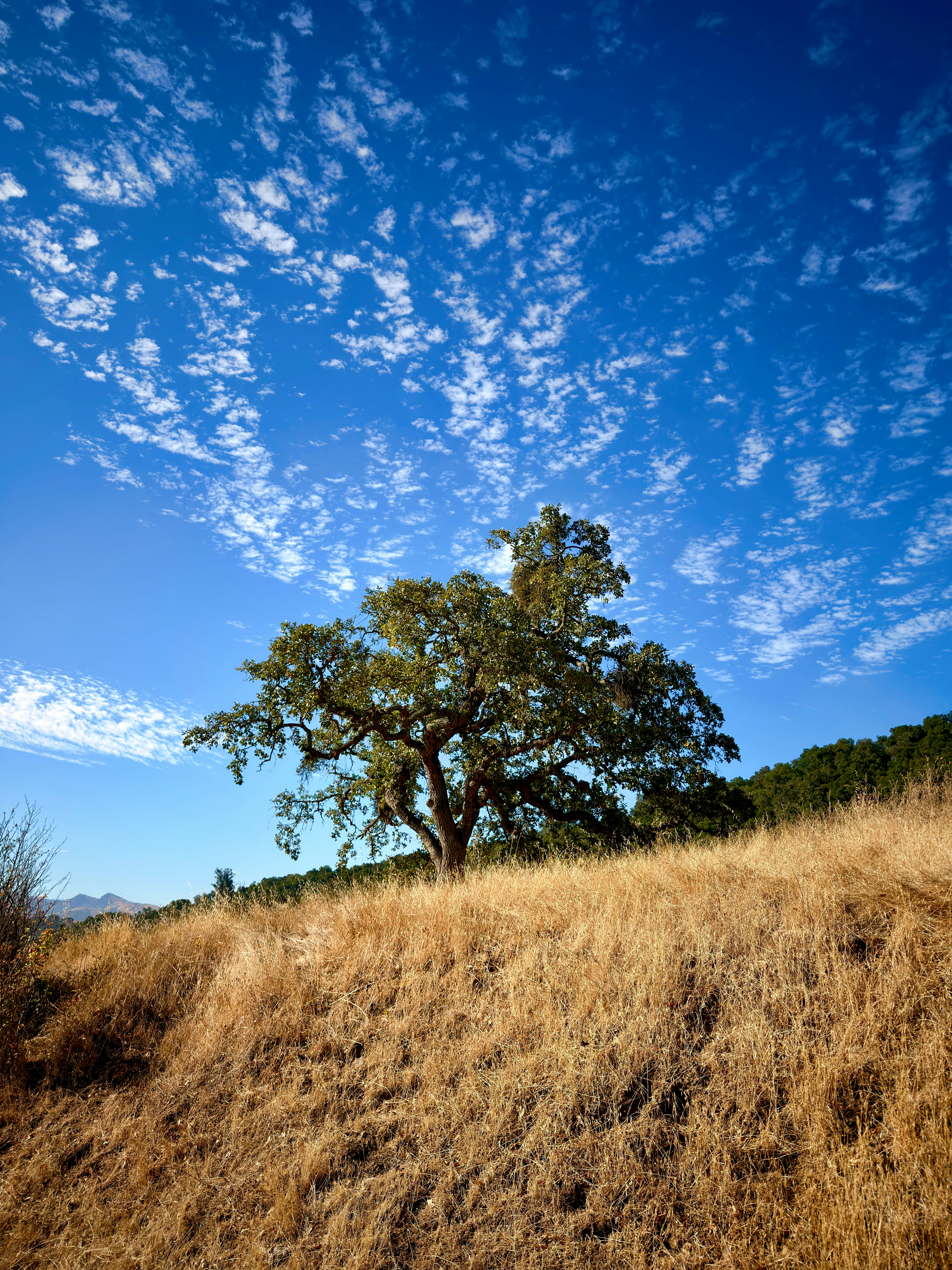 A lone oak tree on a dry grassy hill under a blue sky