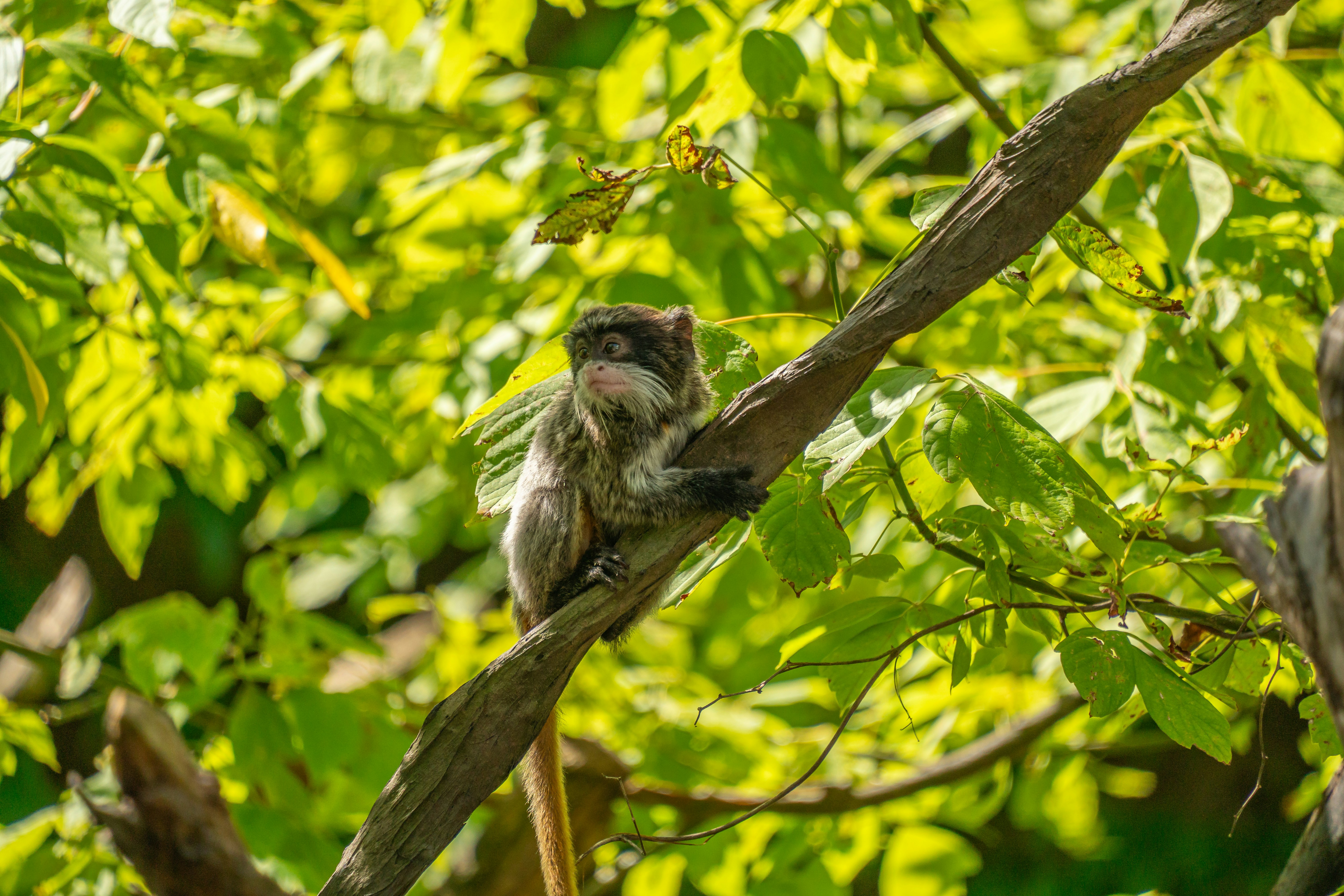 Ein weißlippiger Tamarin, der auf einem Ast zwischen leuchtend grünem Laub thronte.