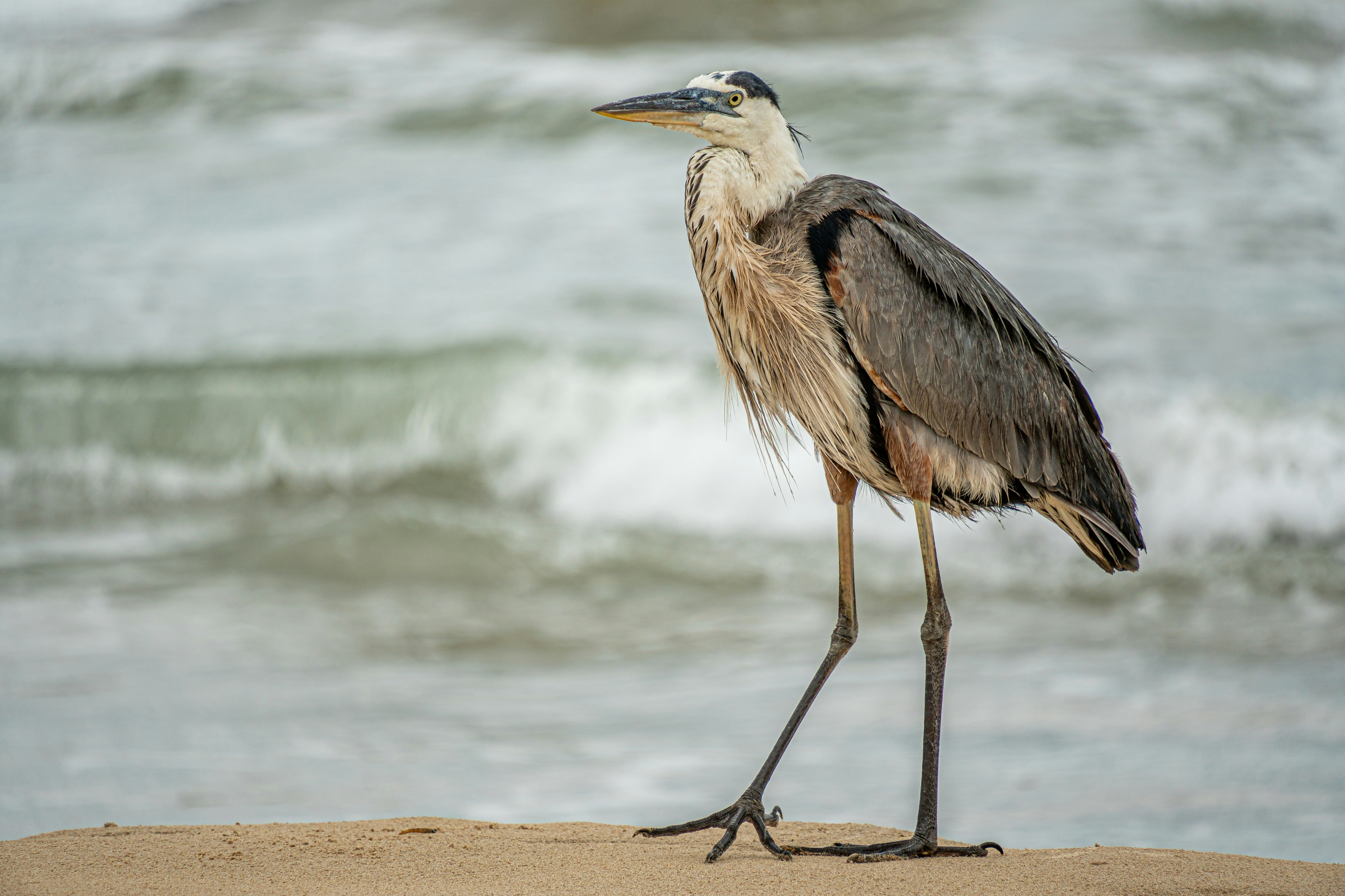 Ein großer Blaureiher an einem Sandstrand mit Meereswellen dahinter.