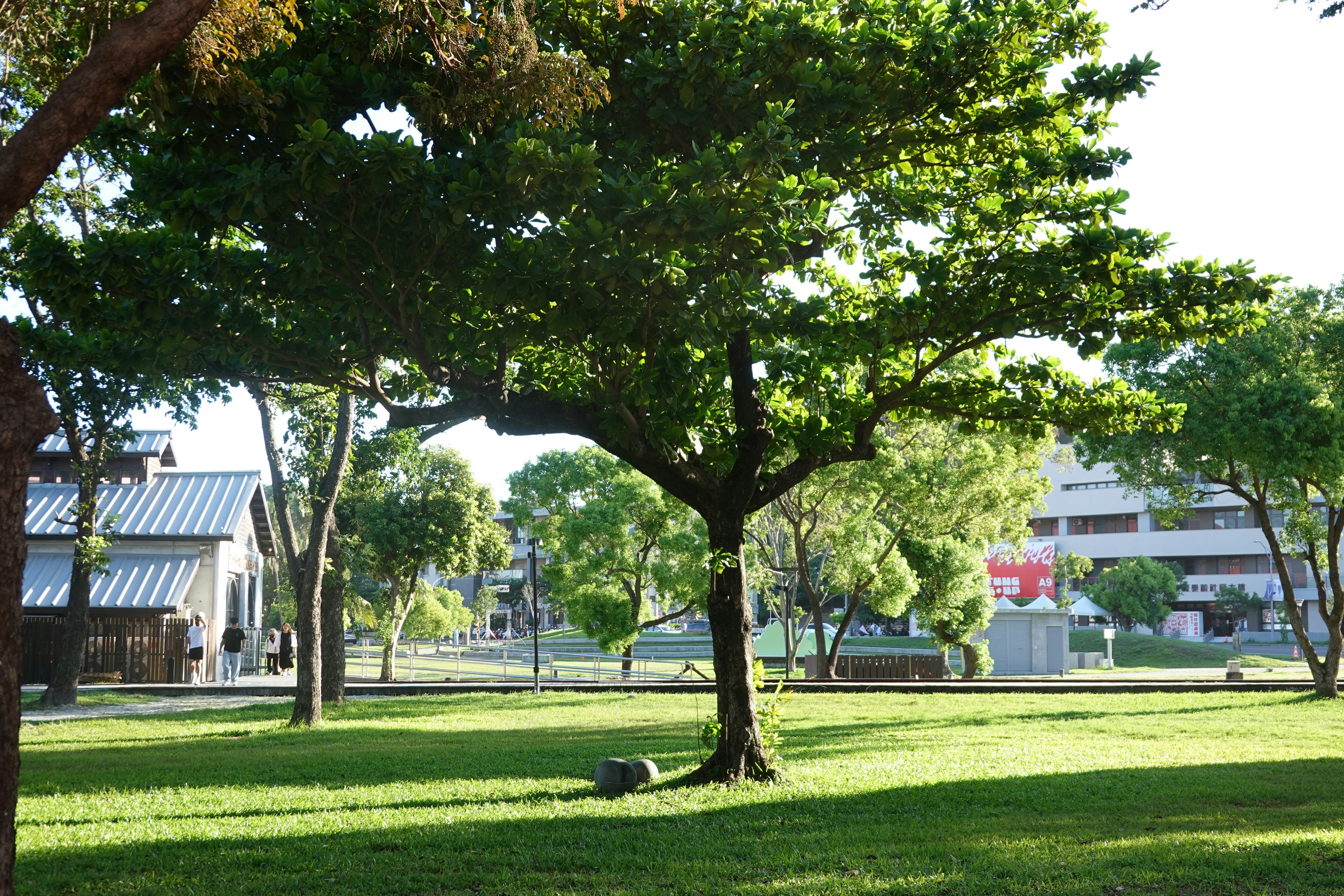 Large leafy tree in a sunlit park