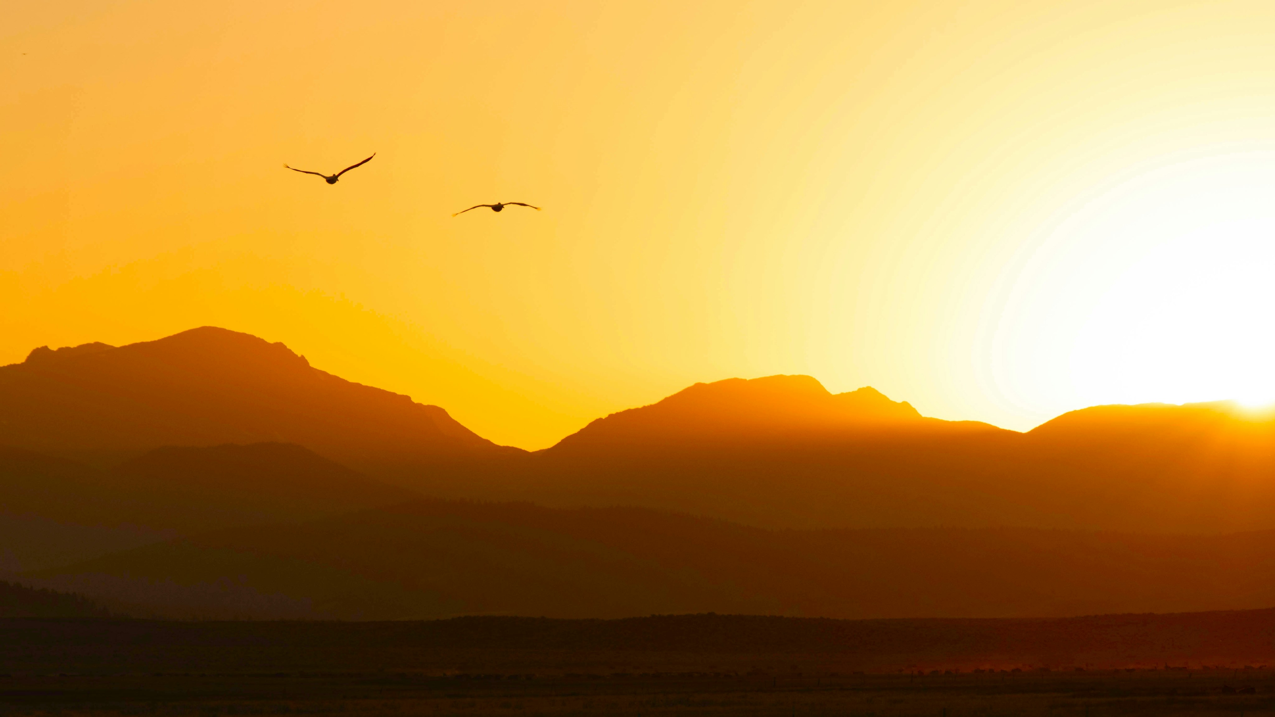 Two birds flying over dark mountain silhouettes against a bright golden sky