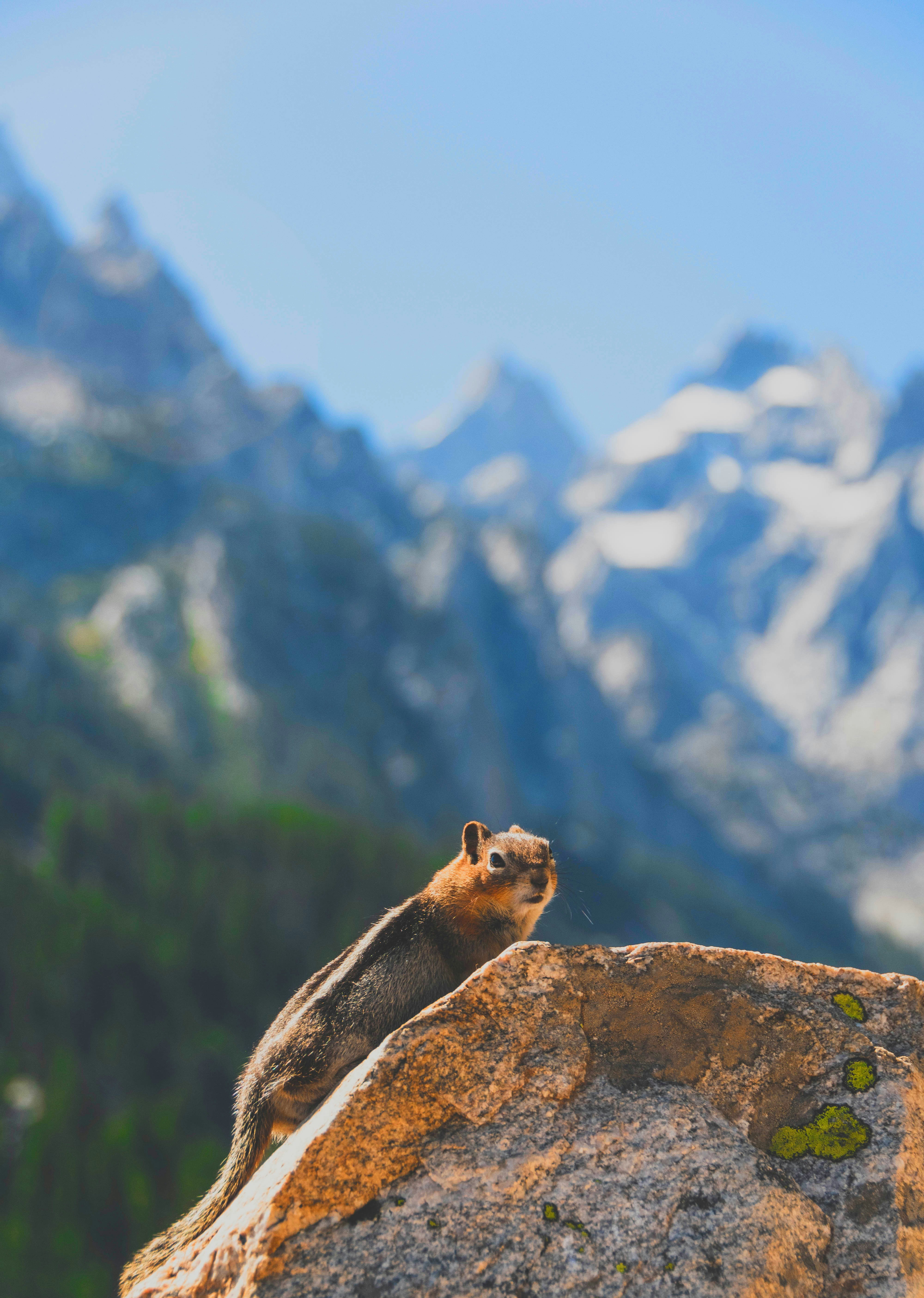 A chipmunk on a mossy rock with snow-capped mountains in the background