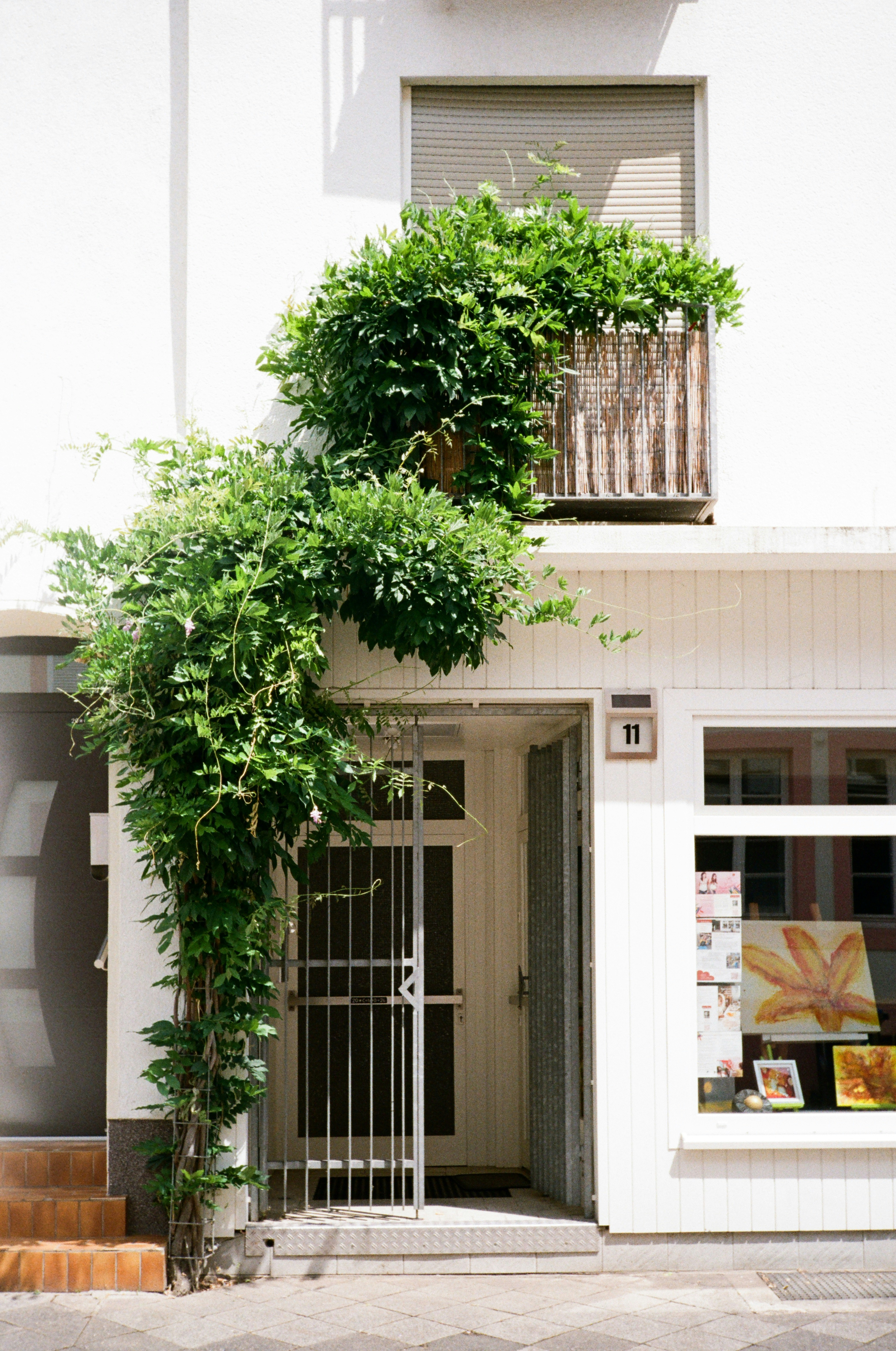 A white building facade with a climbing vine and the number 11.