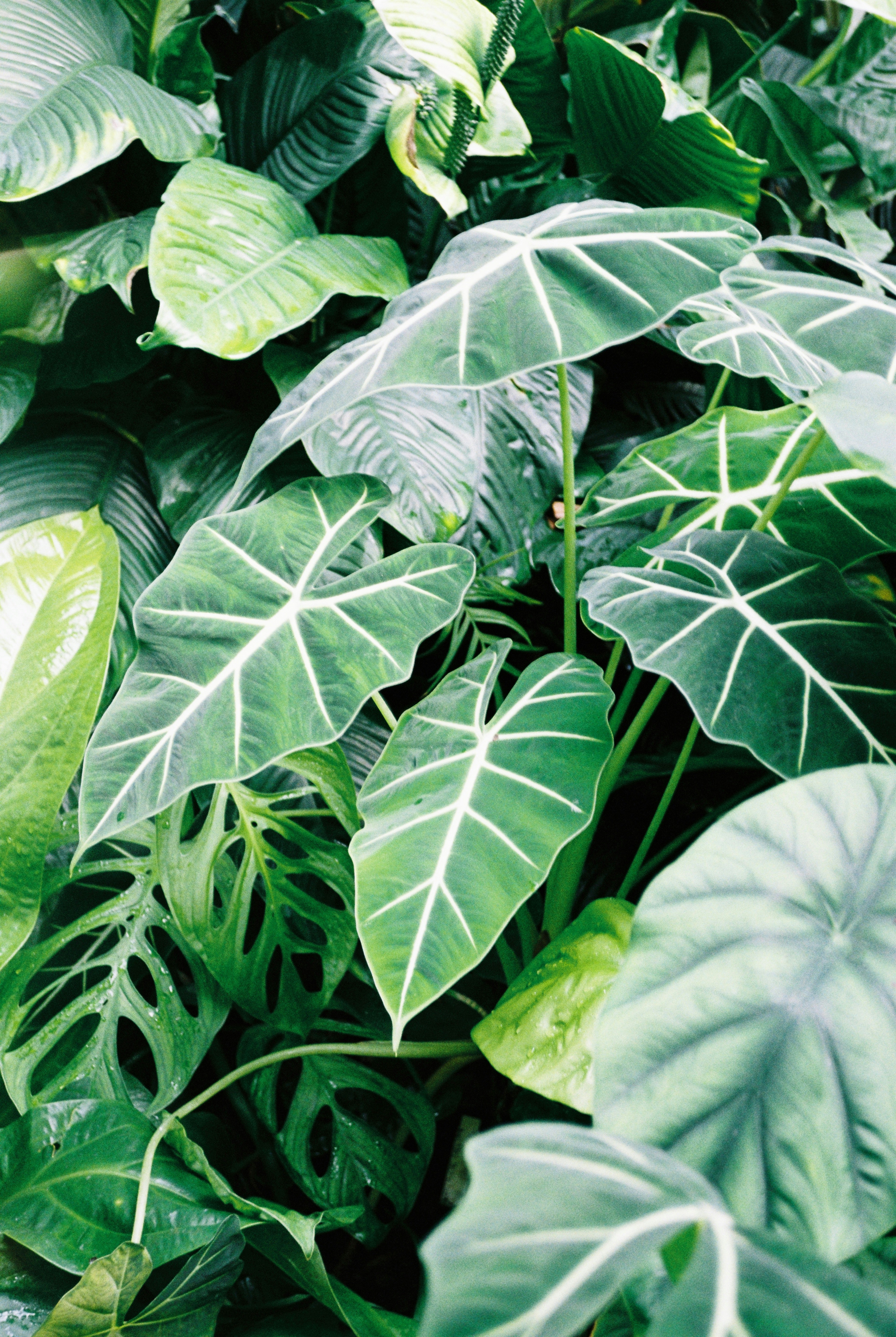 Large green Alocasia leaves with prominent white veins and a perforated Monstera leaf.