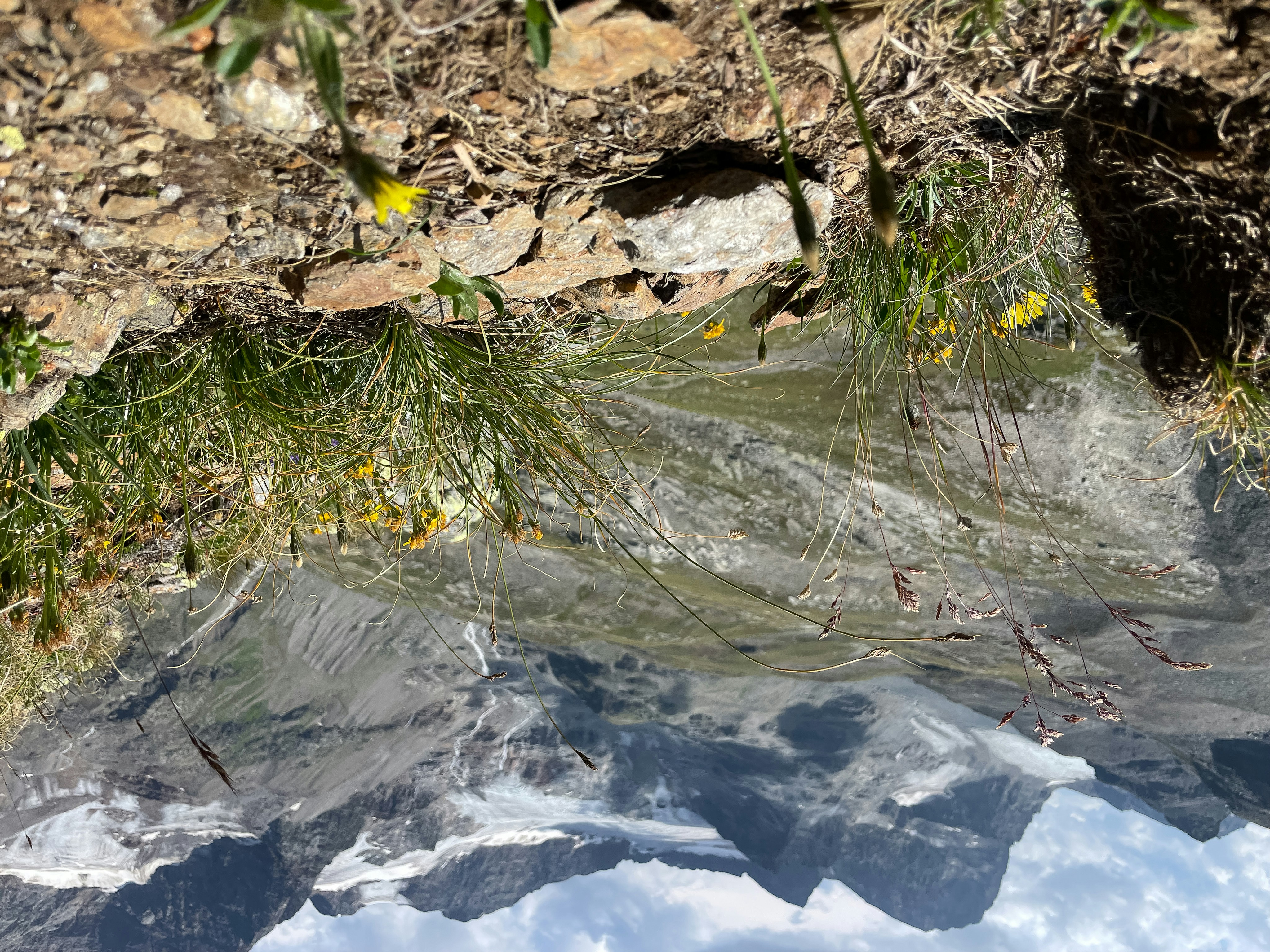 Yellow wildflowers and green grass on a rocky mountain slope above a glacier.