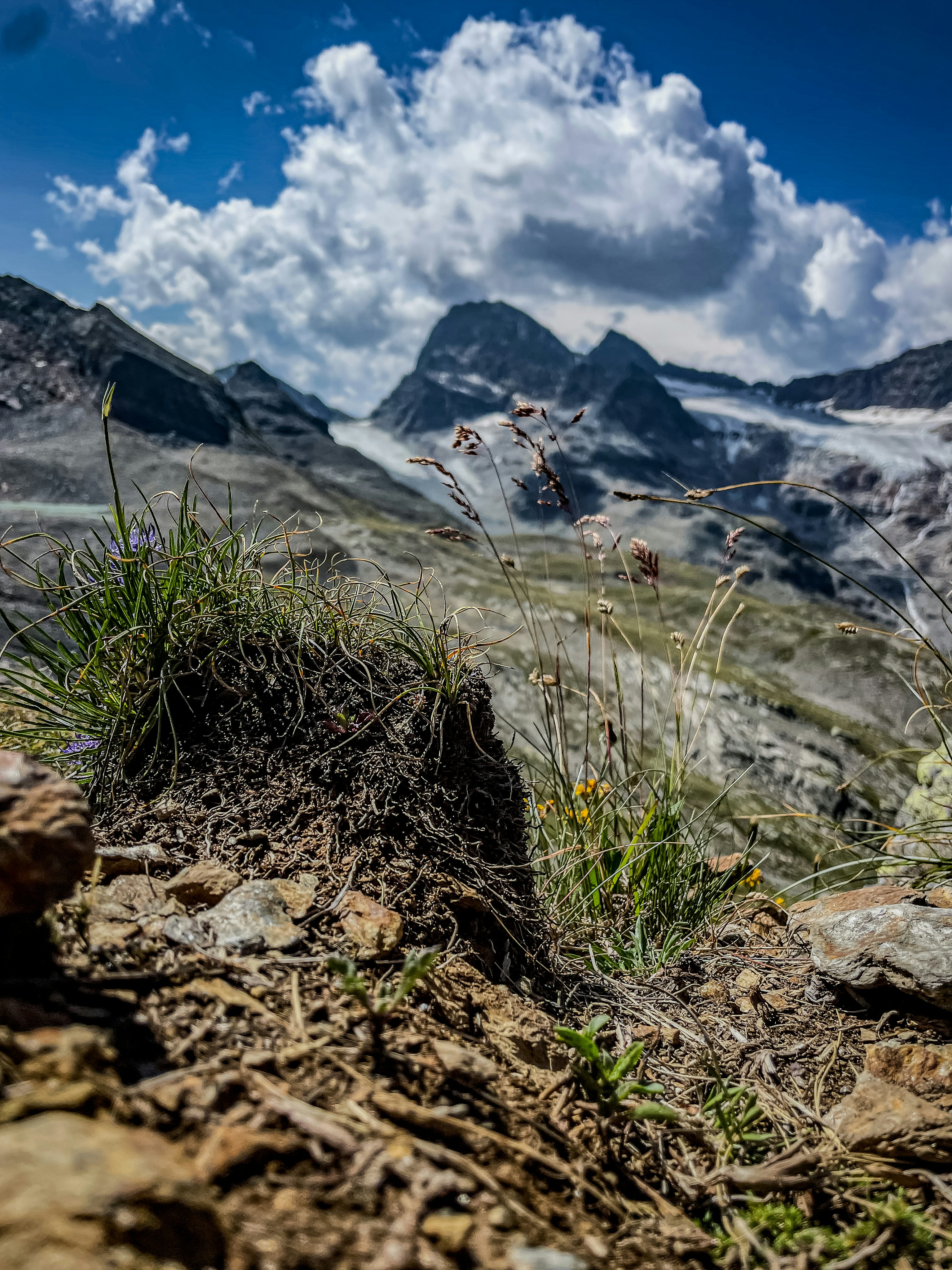 Grasses and wildflowers on a rocky alpine slope with distant mountains and a glacier.