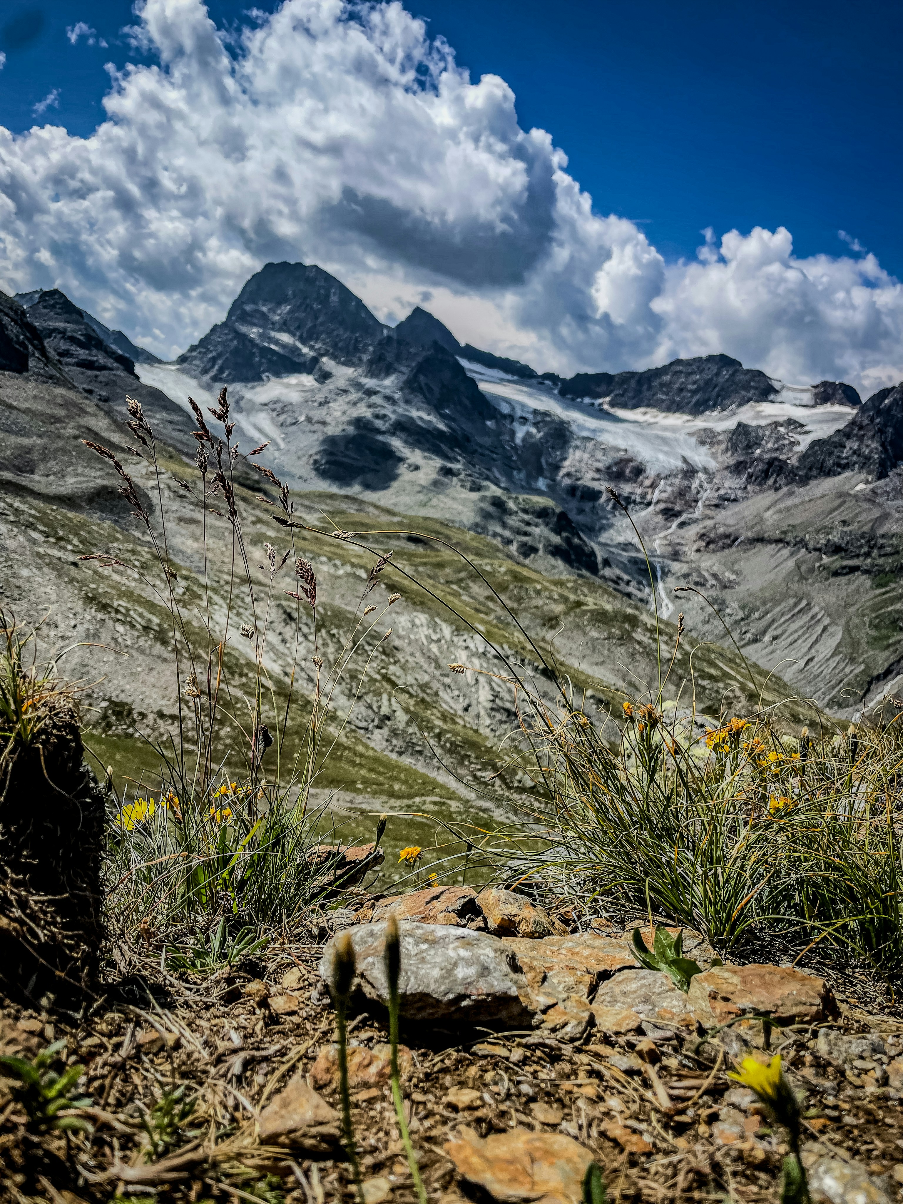 Wildflowers and tall grasses on a rocky slope before a glacier and mountains.