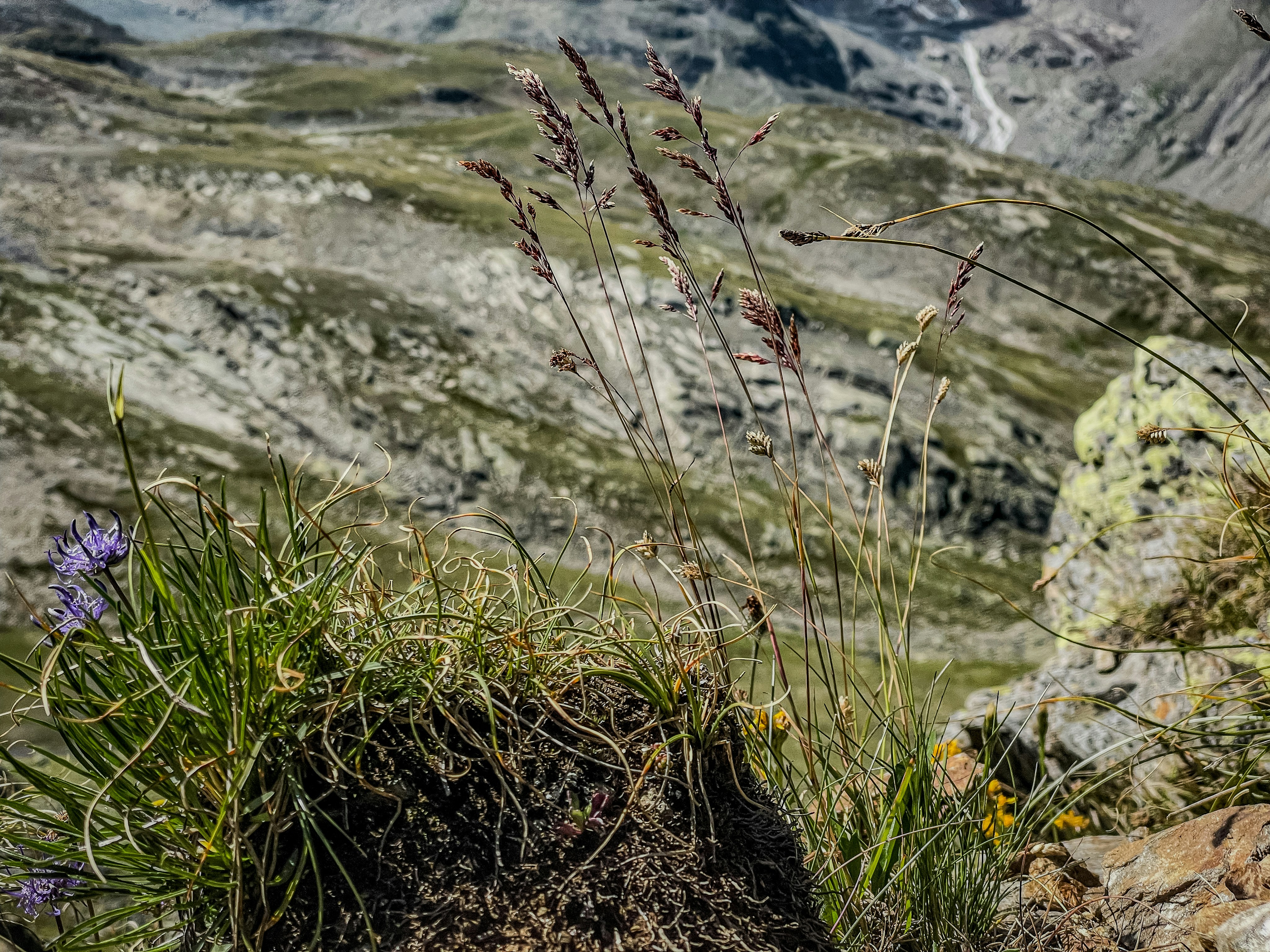 Wildflowers and tall grasses growing on a rocky mountain slope.