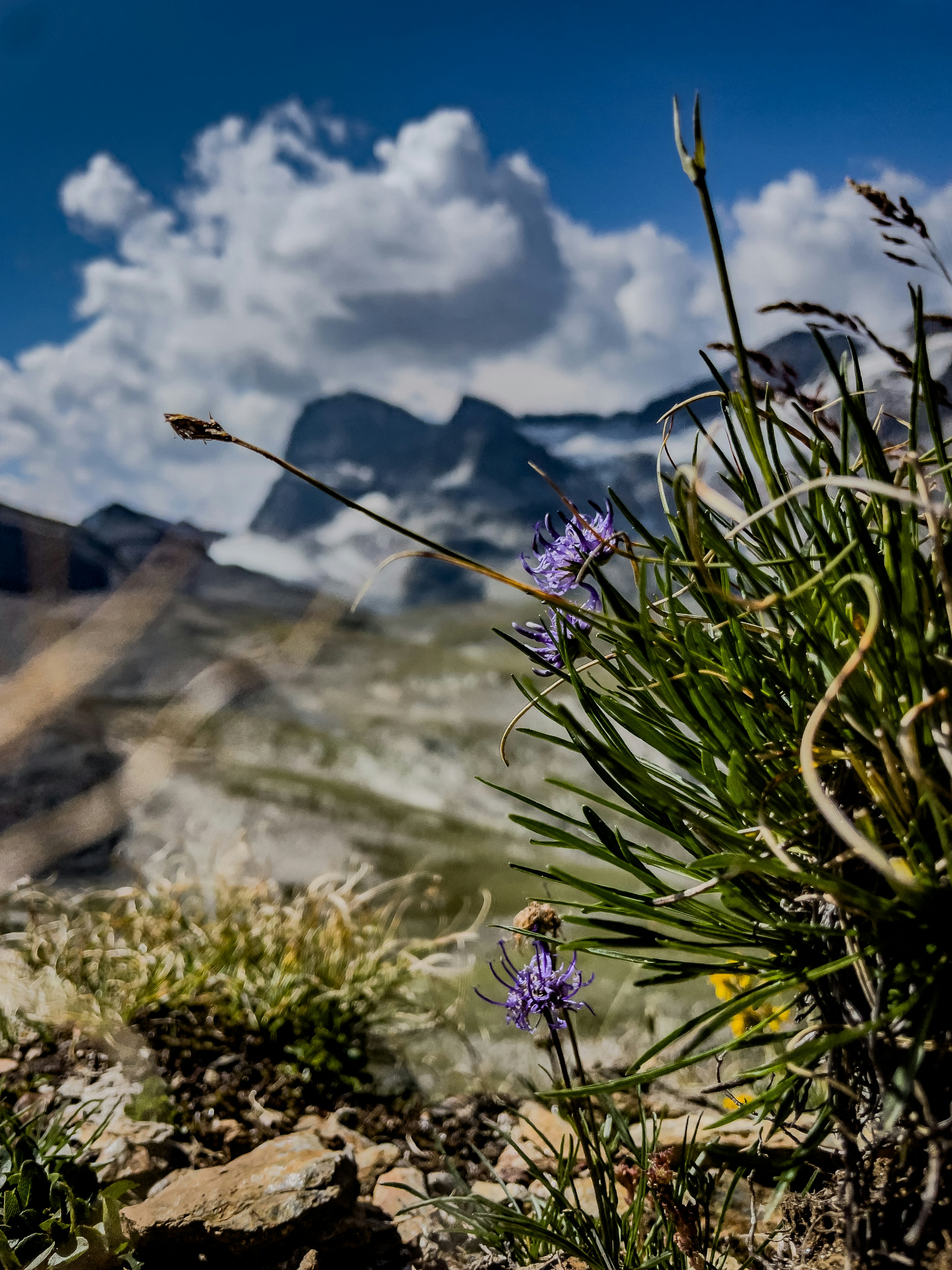 Purple wildflowers growing among green grass on a rocky mountain slope.