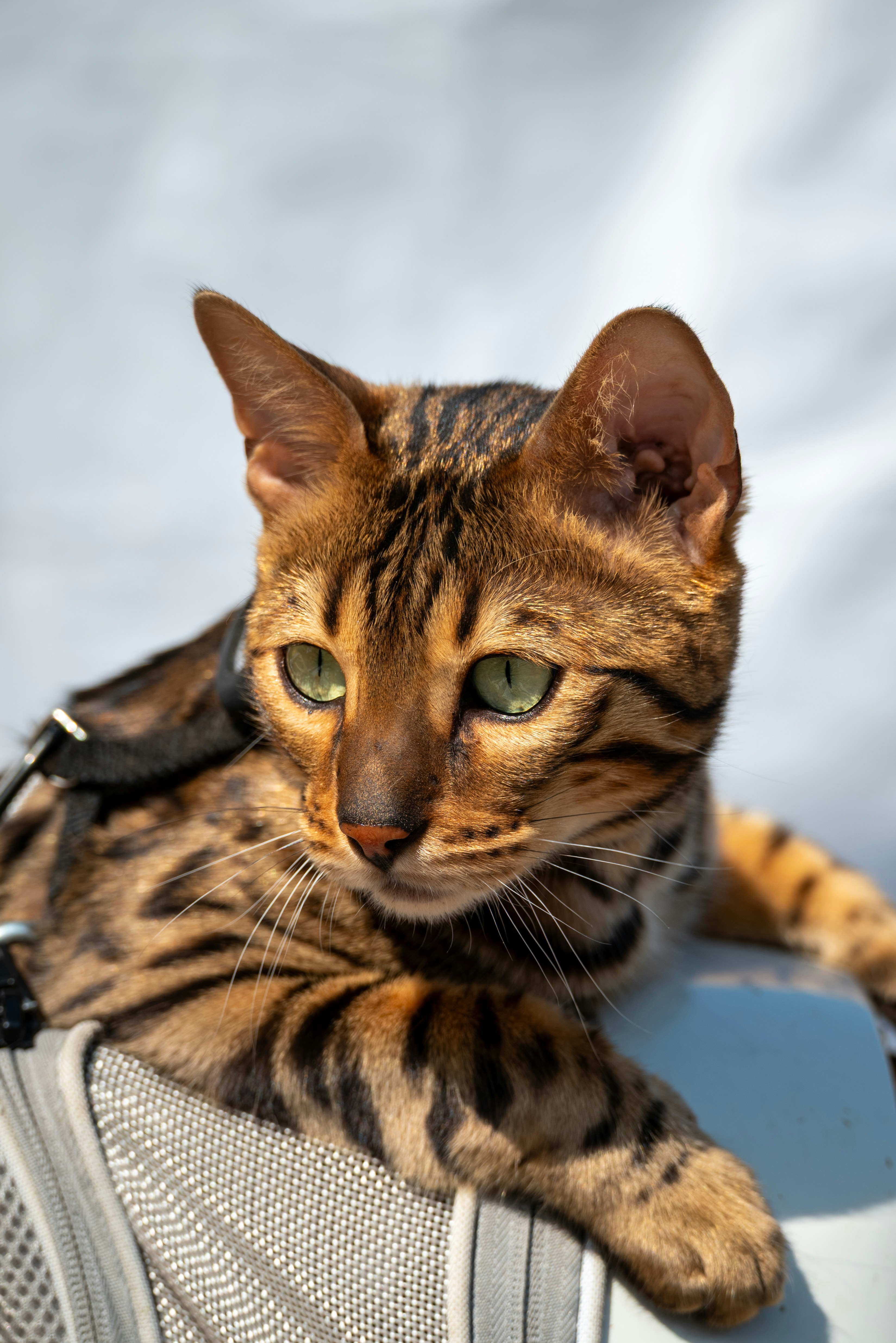 A Bengal cat with green eyes wearing a black harness on a white surface