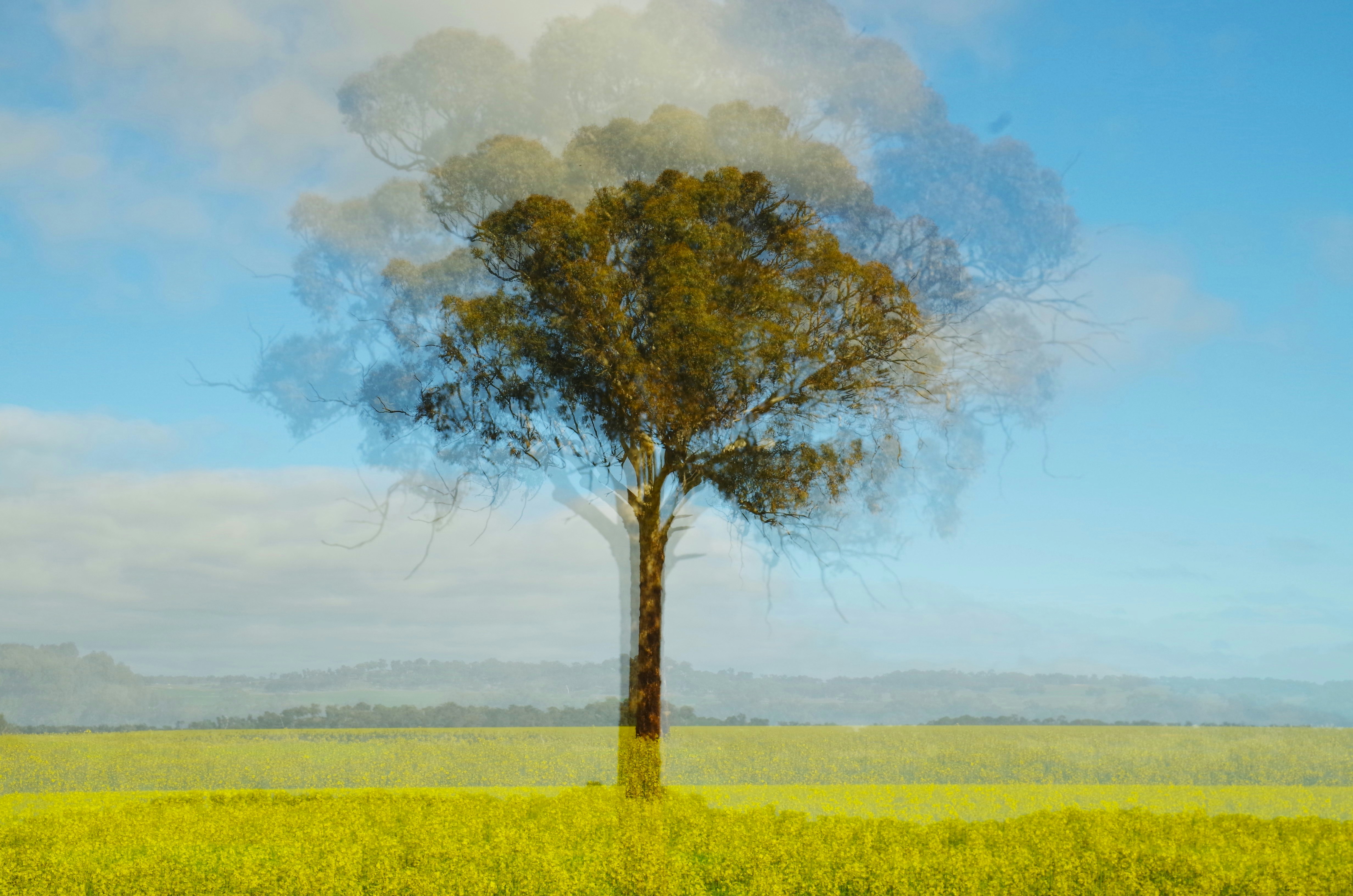 A double exposure of a tree in a yellow field under a blue sky.