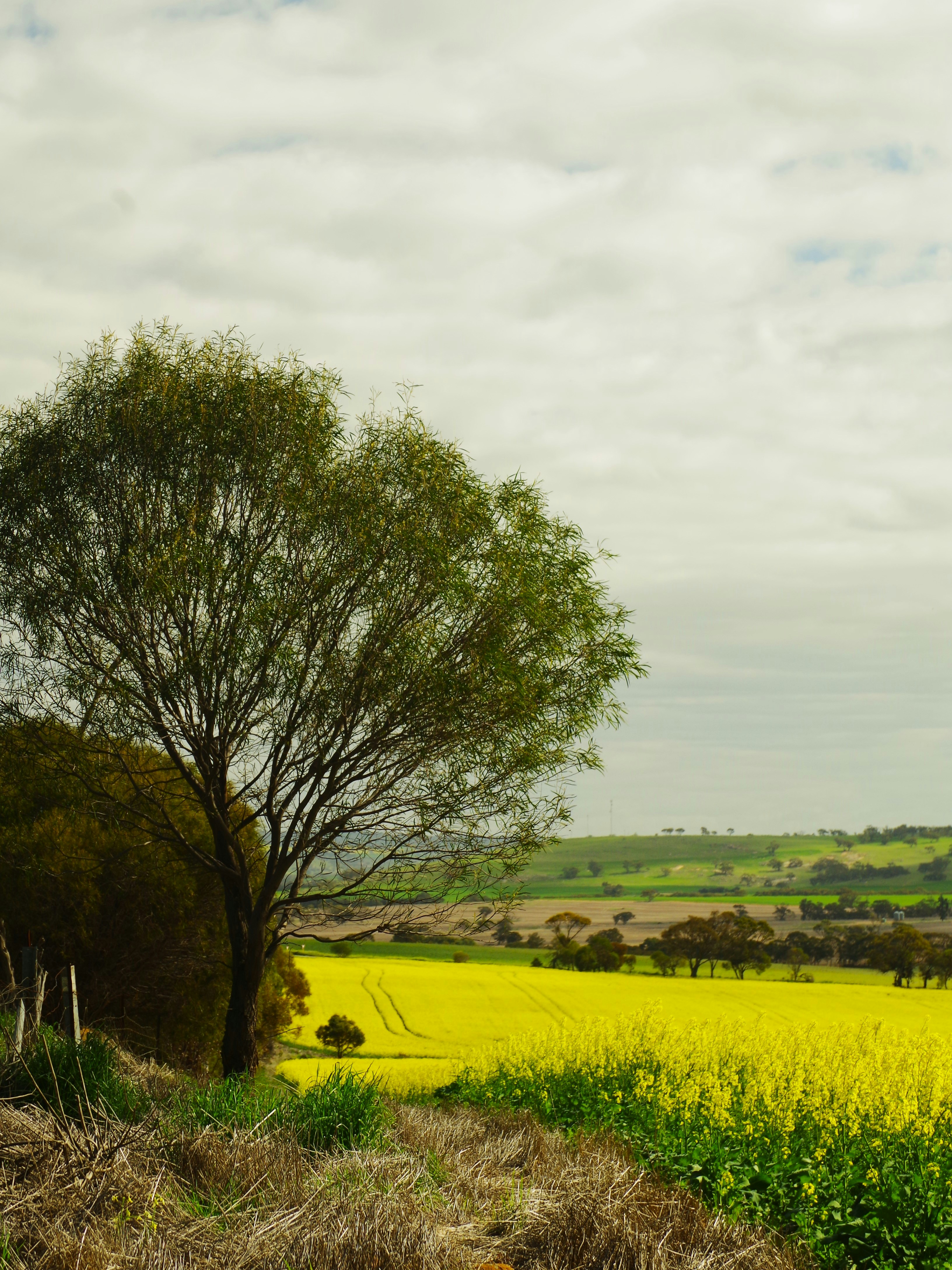 A lone tree beside a vibrant yellow canola field under a cloudy sky.