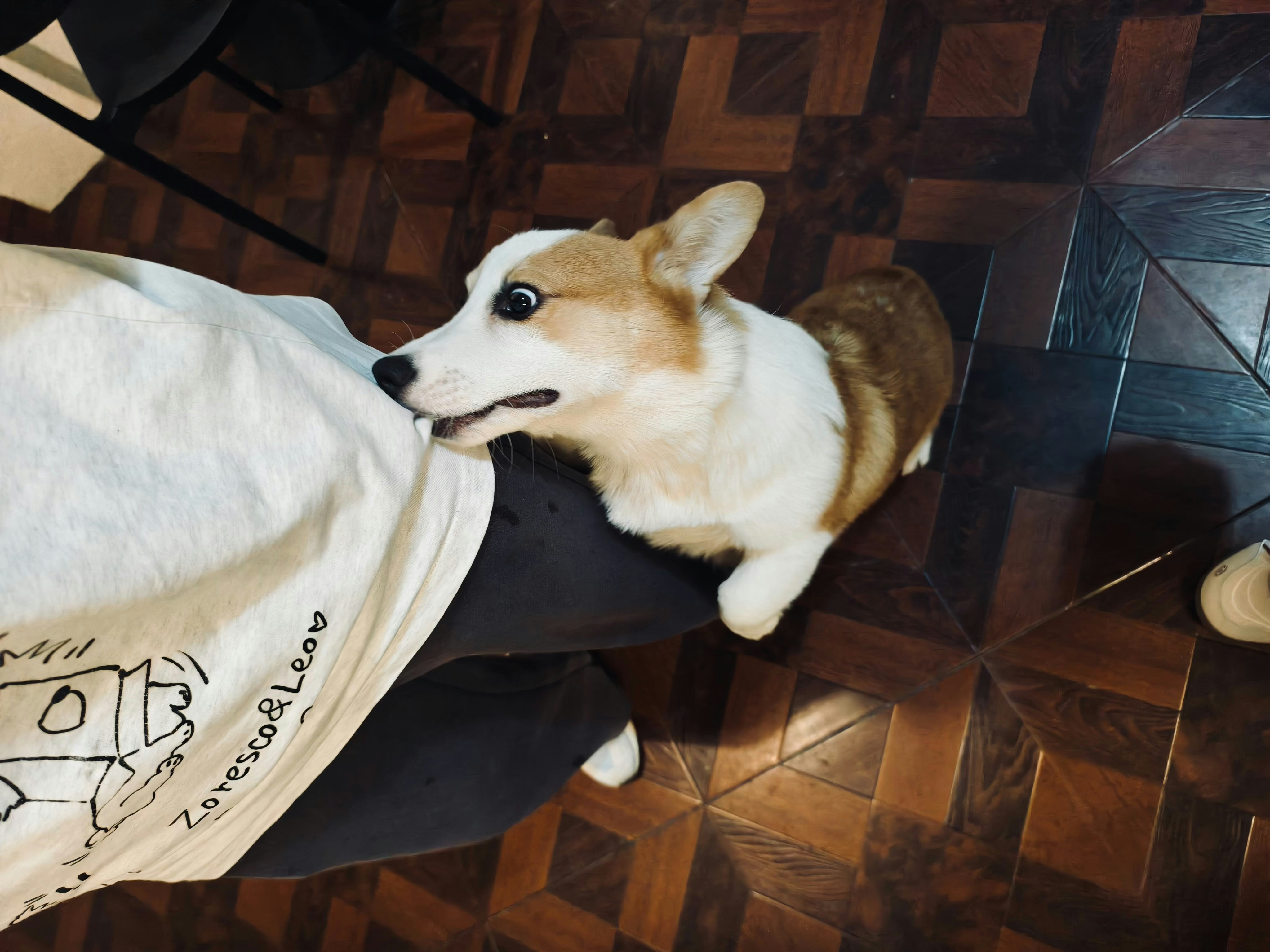 Pension canine du Rigaou — Cogolin