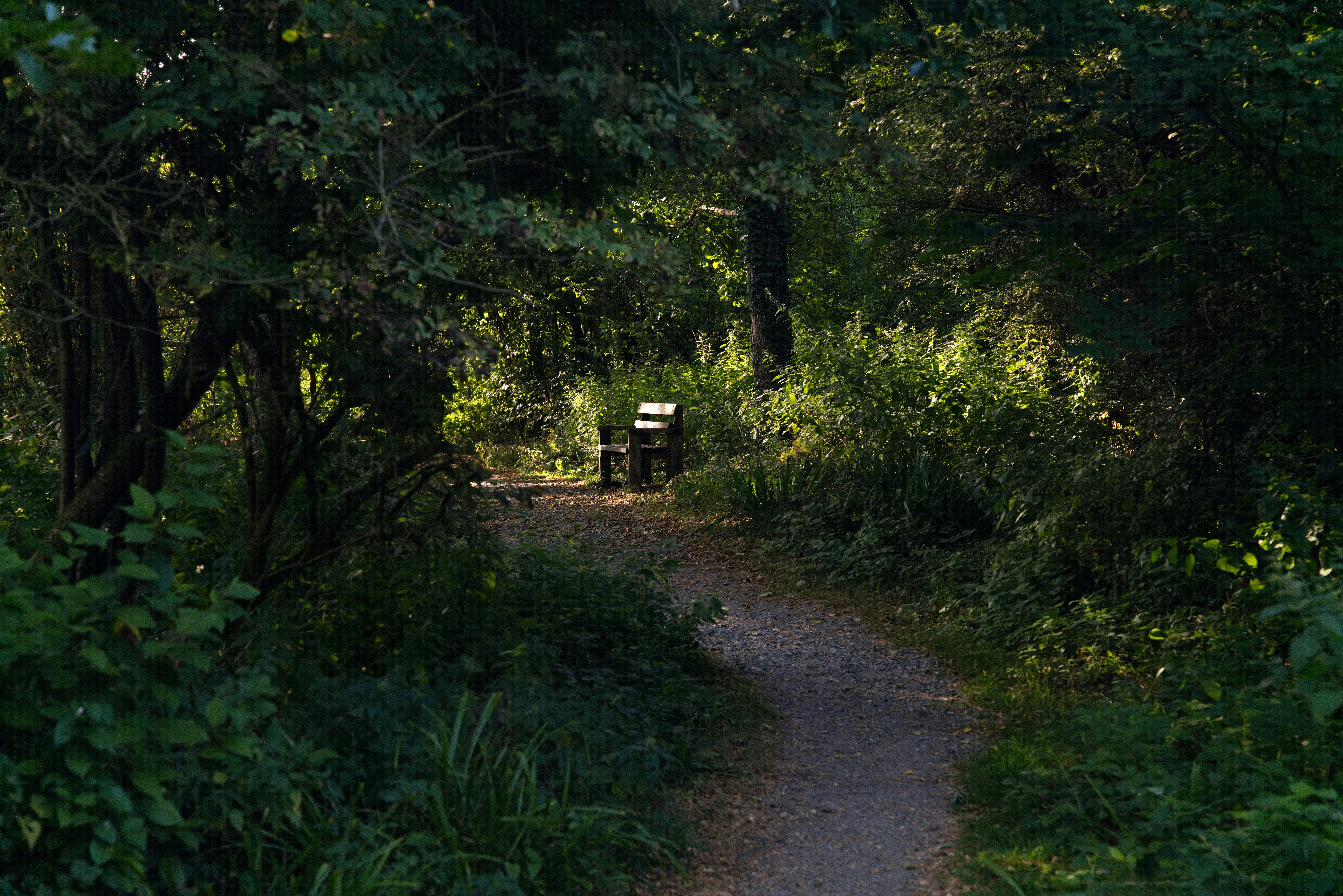 Bench beside a narrow dirt path in bushland