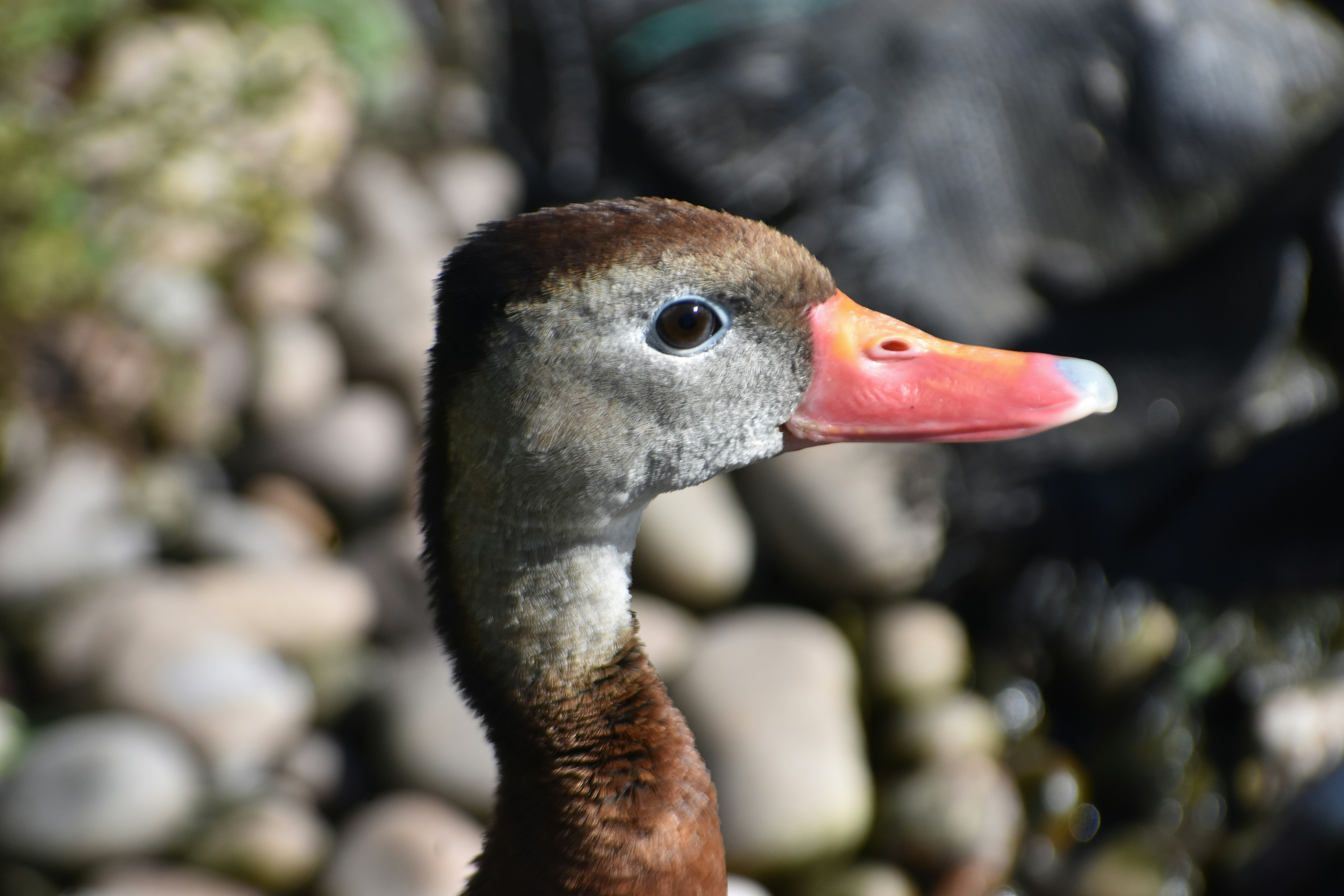 A black-bellied whistling duck with a bright pink beak against a blurred stone background.