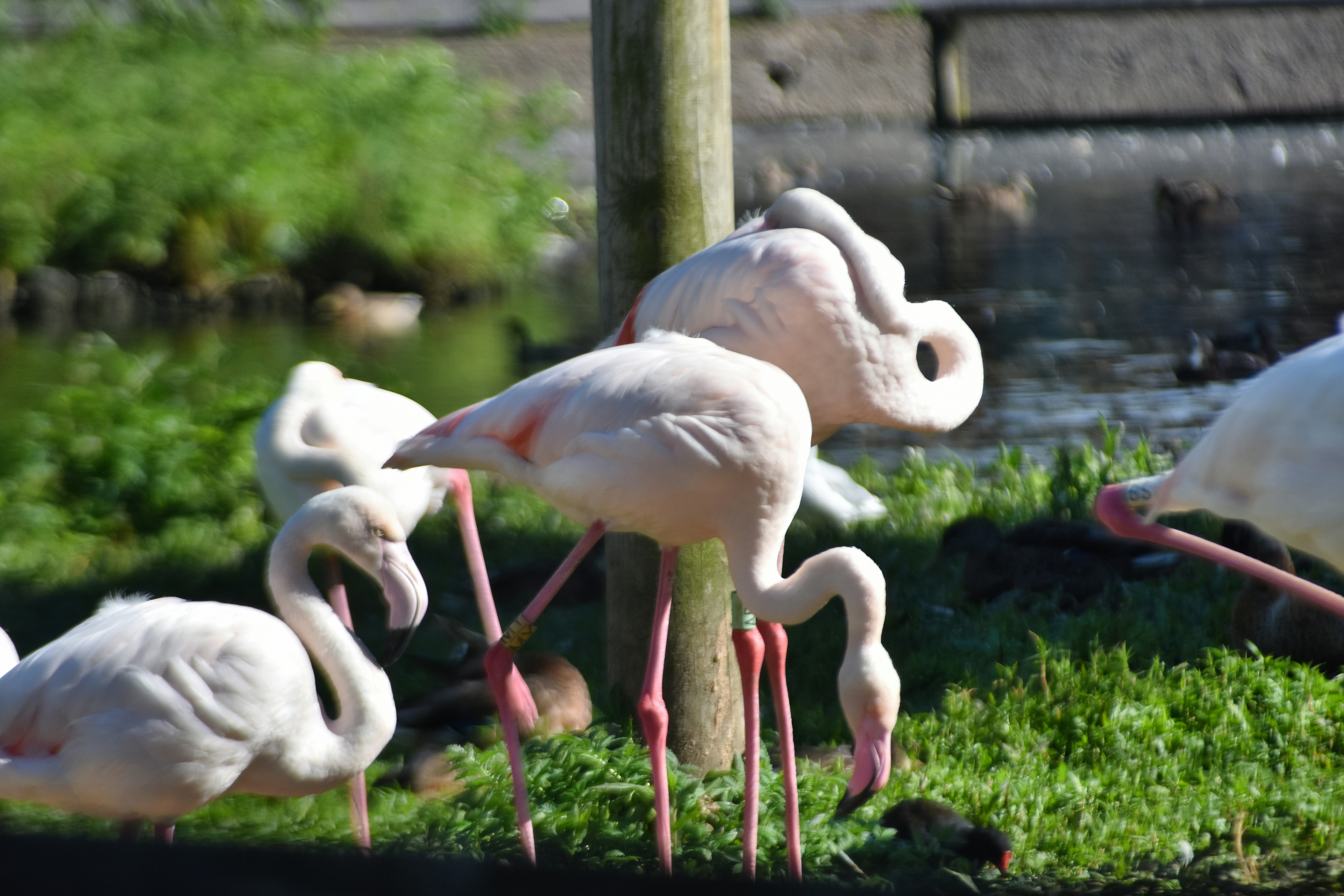 A group of pink flamingos on a grassy bank beside a pond.