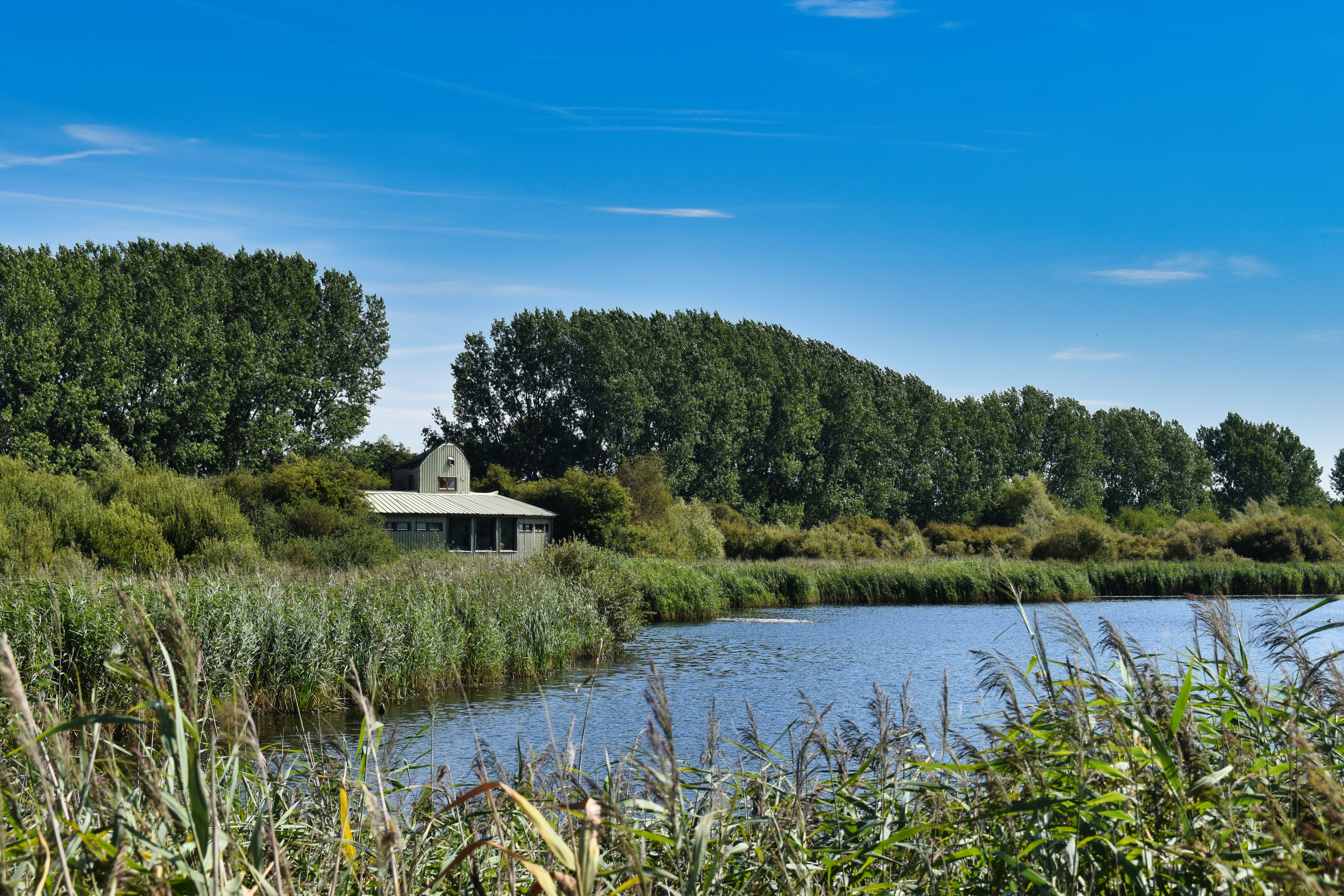 A small green building nestled among trees beside a calm lake with tall reeds.