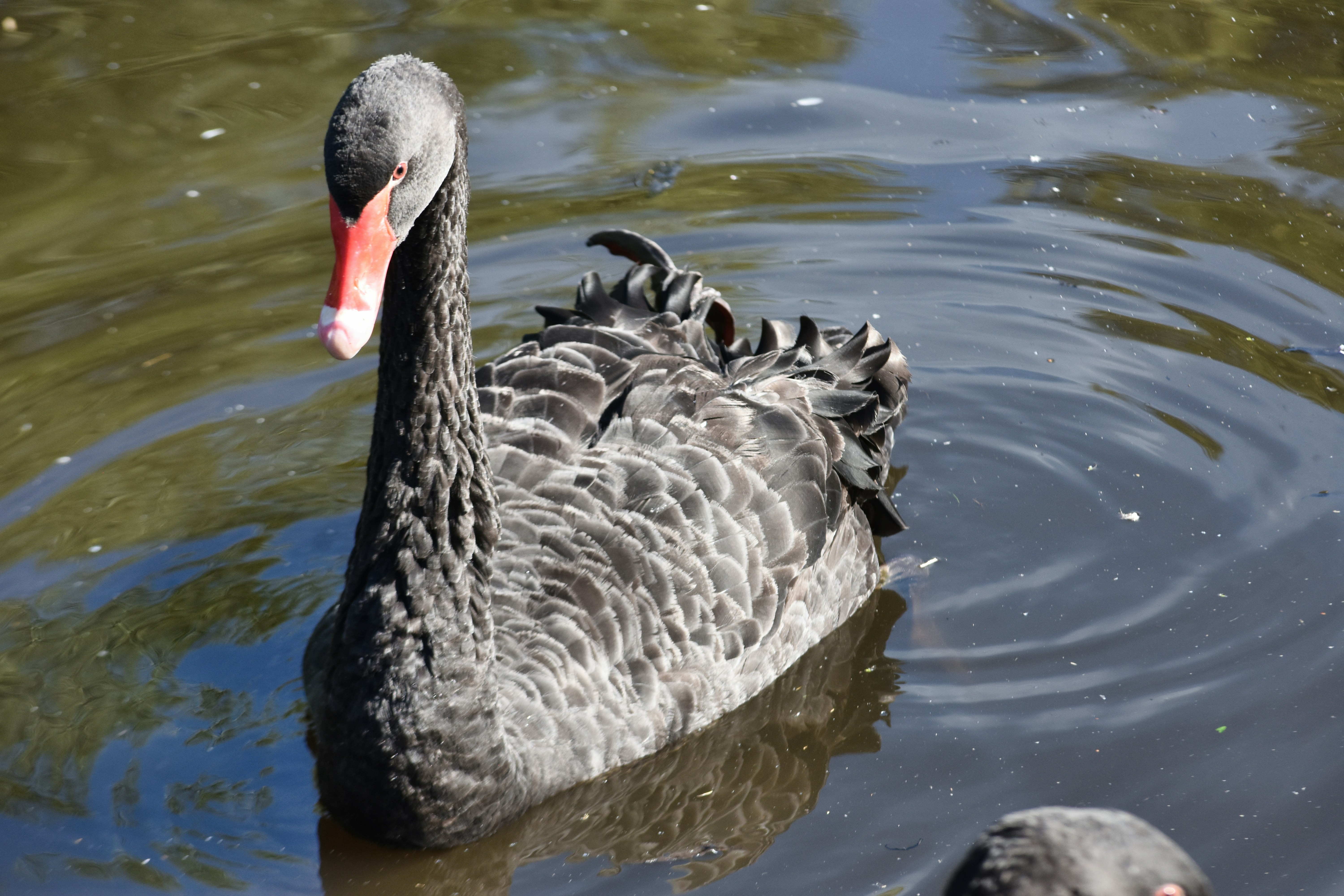 A black swan with a bright red beak swimming in dark water.