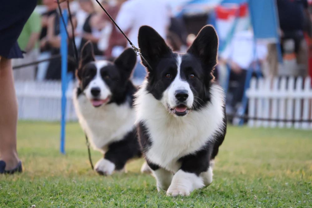 Cardigan Welsh Corgi, photo 1