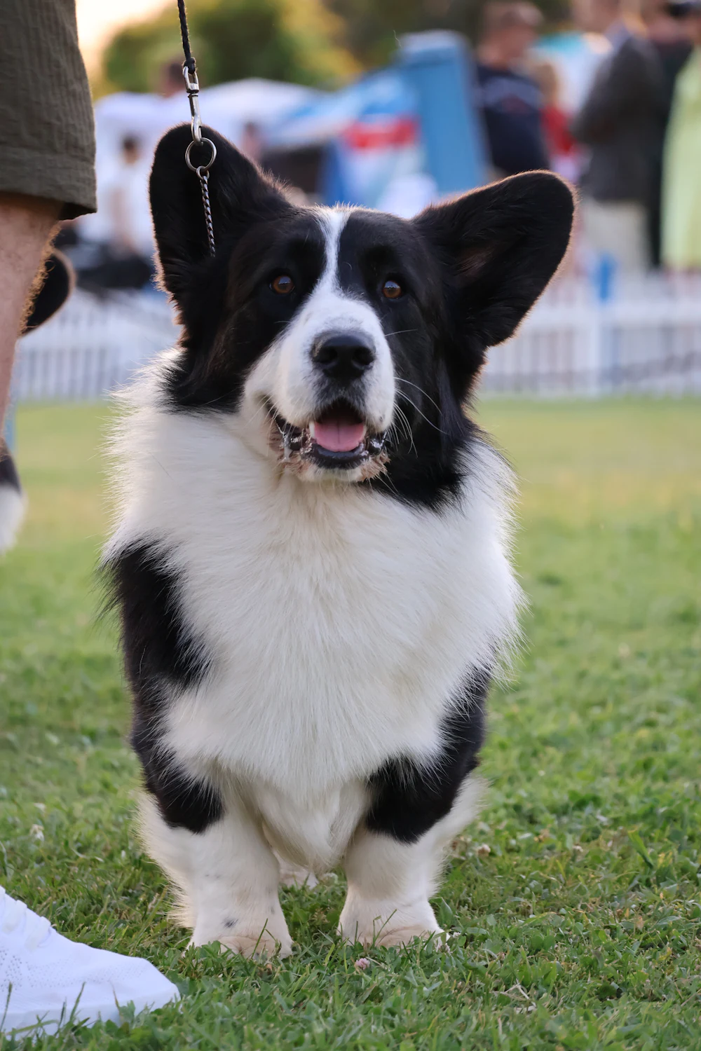Cardigan Welsh Corgi, photo 4