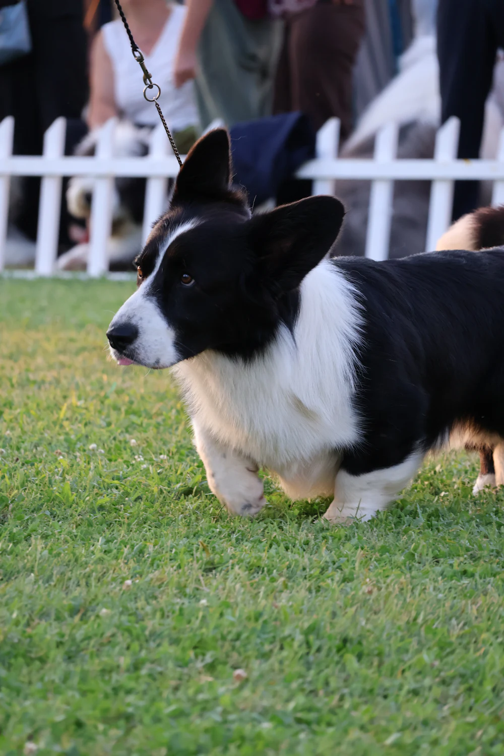 Cardigan Welsh Corgi, photo 5