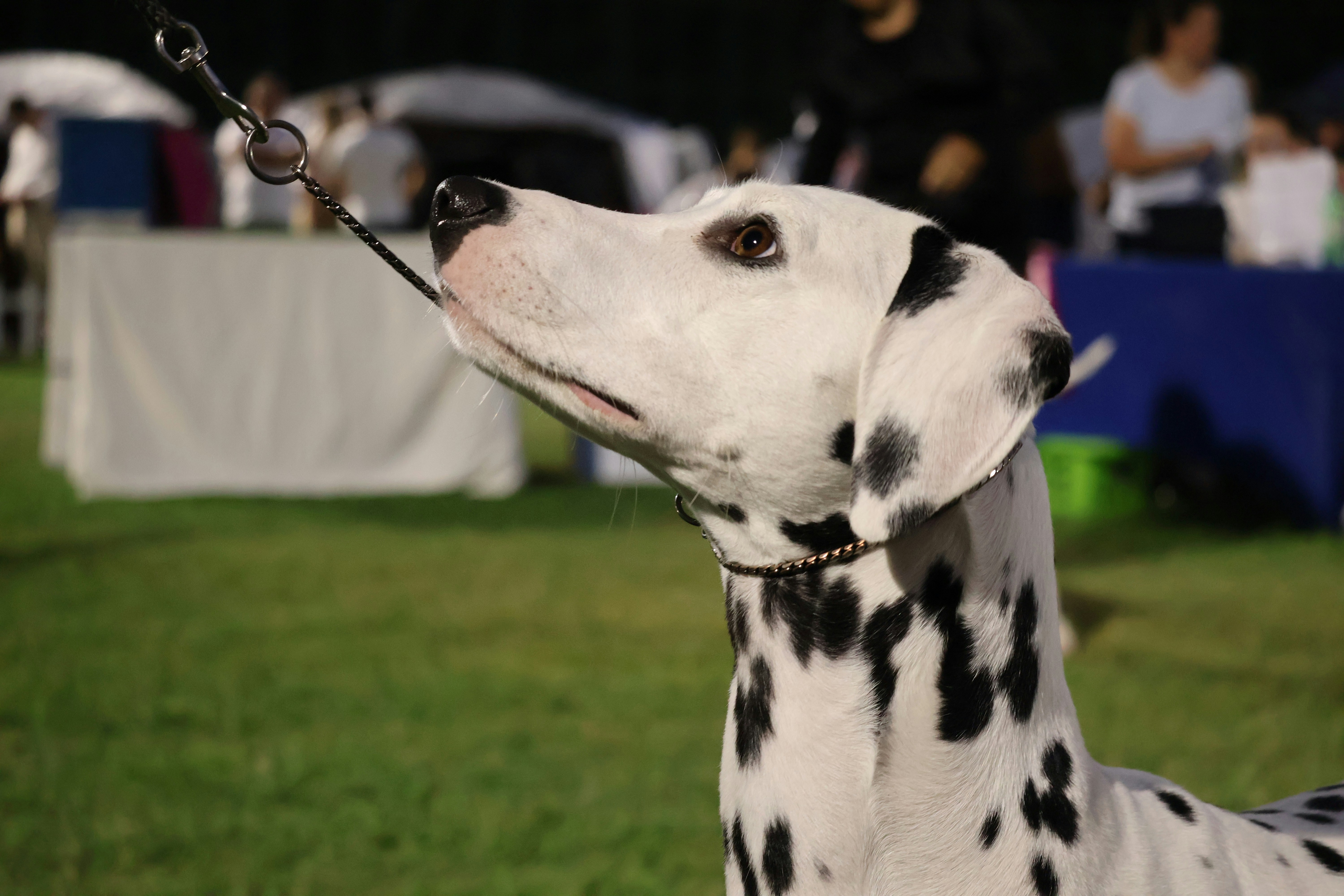 Exposition canine nationale d'Angers — Angers