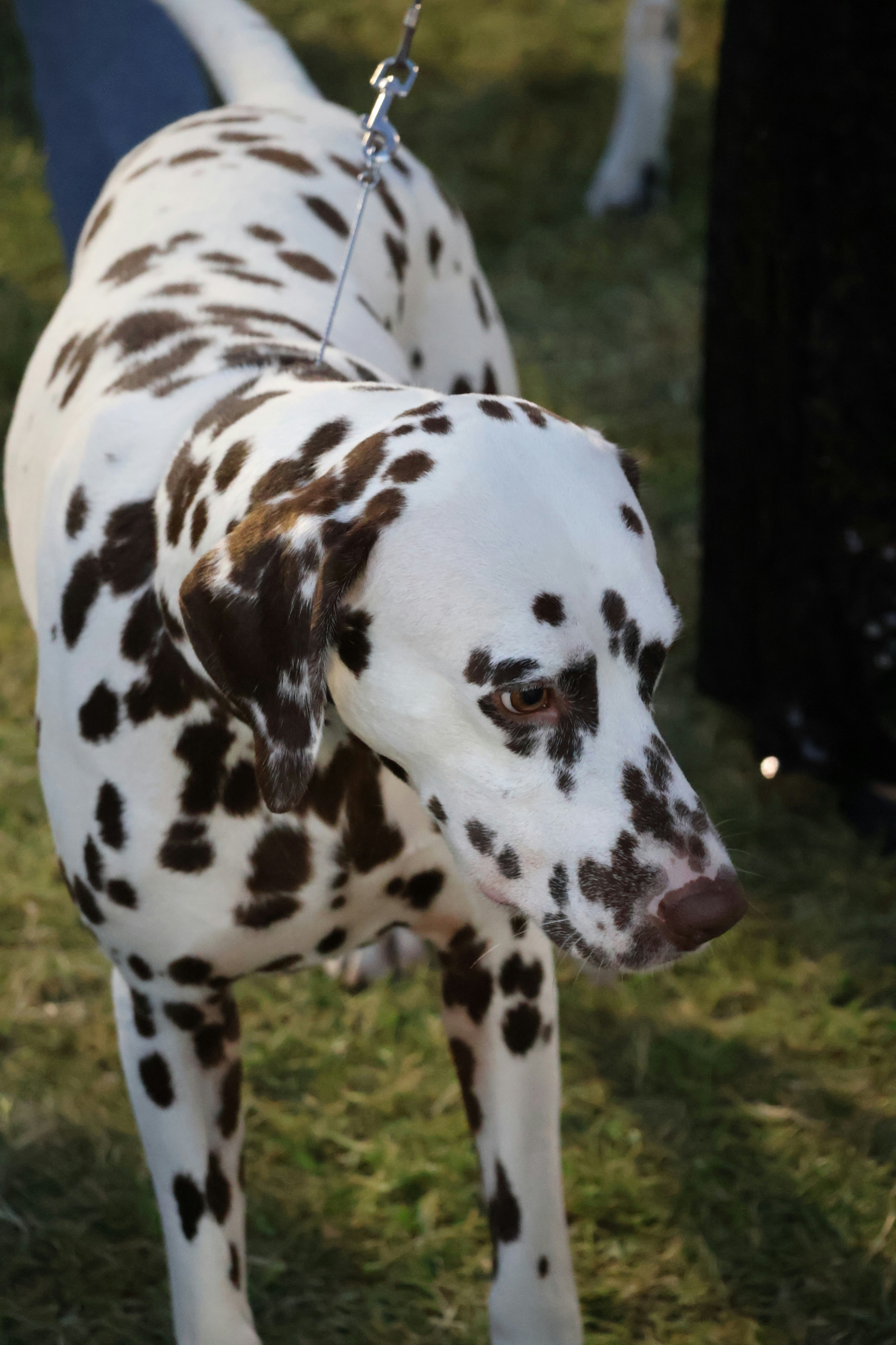 Dalmatian wearing a collar with a GPS training device outdoors