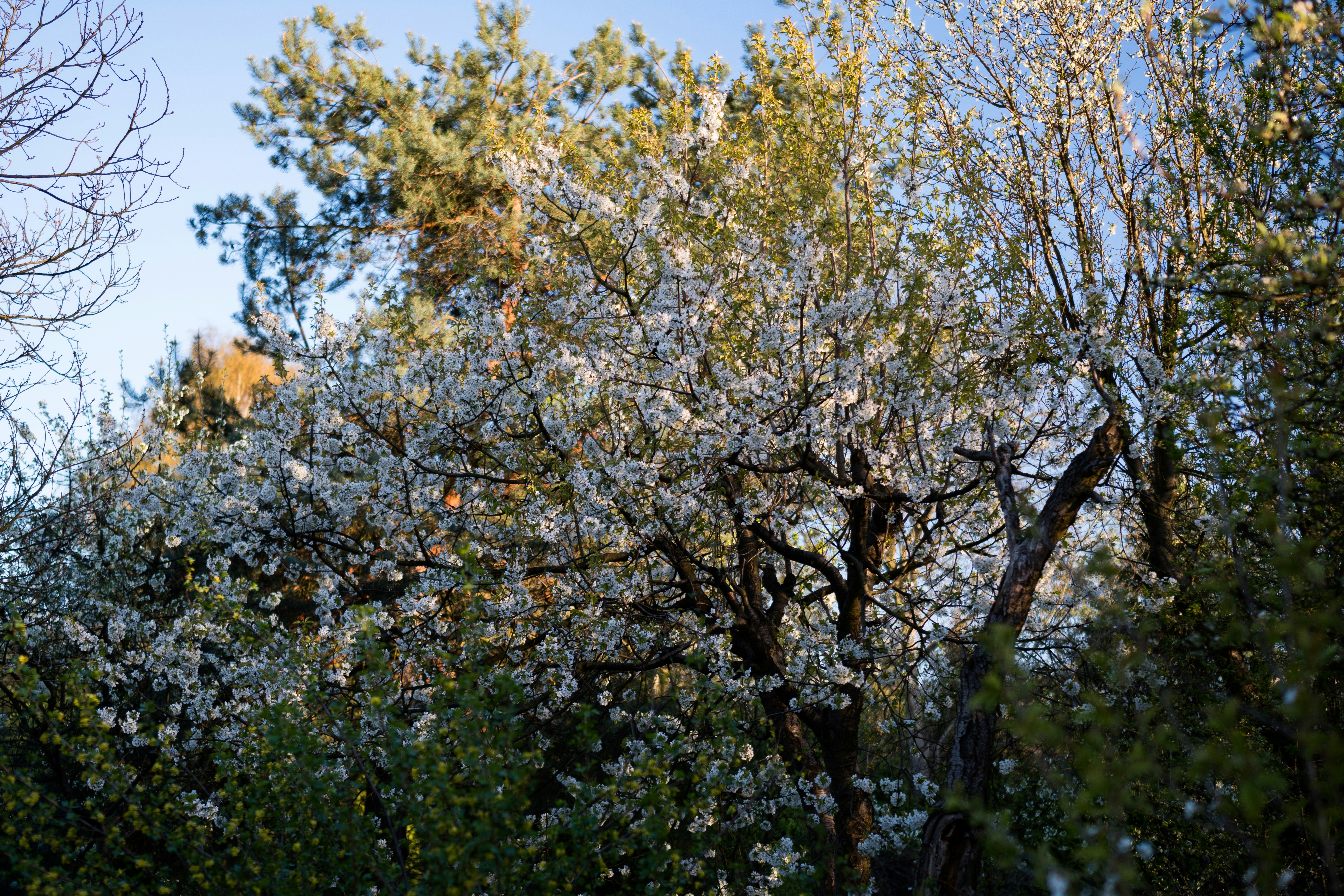 Ein blühender Kirschbaum mit weißen Blüten in einem sonnenbeschienenen Wald