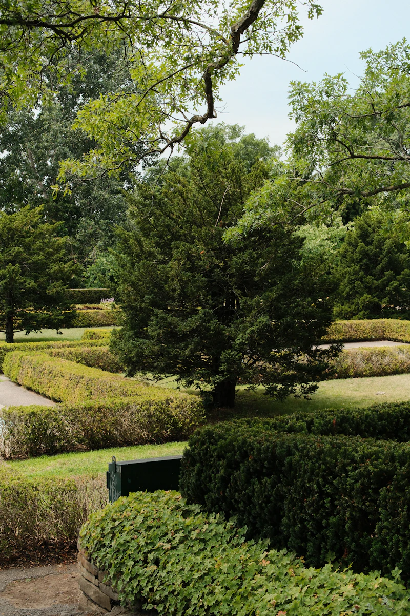 Haies taillées et arbre dans un jardin