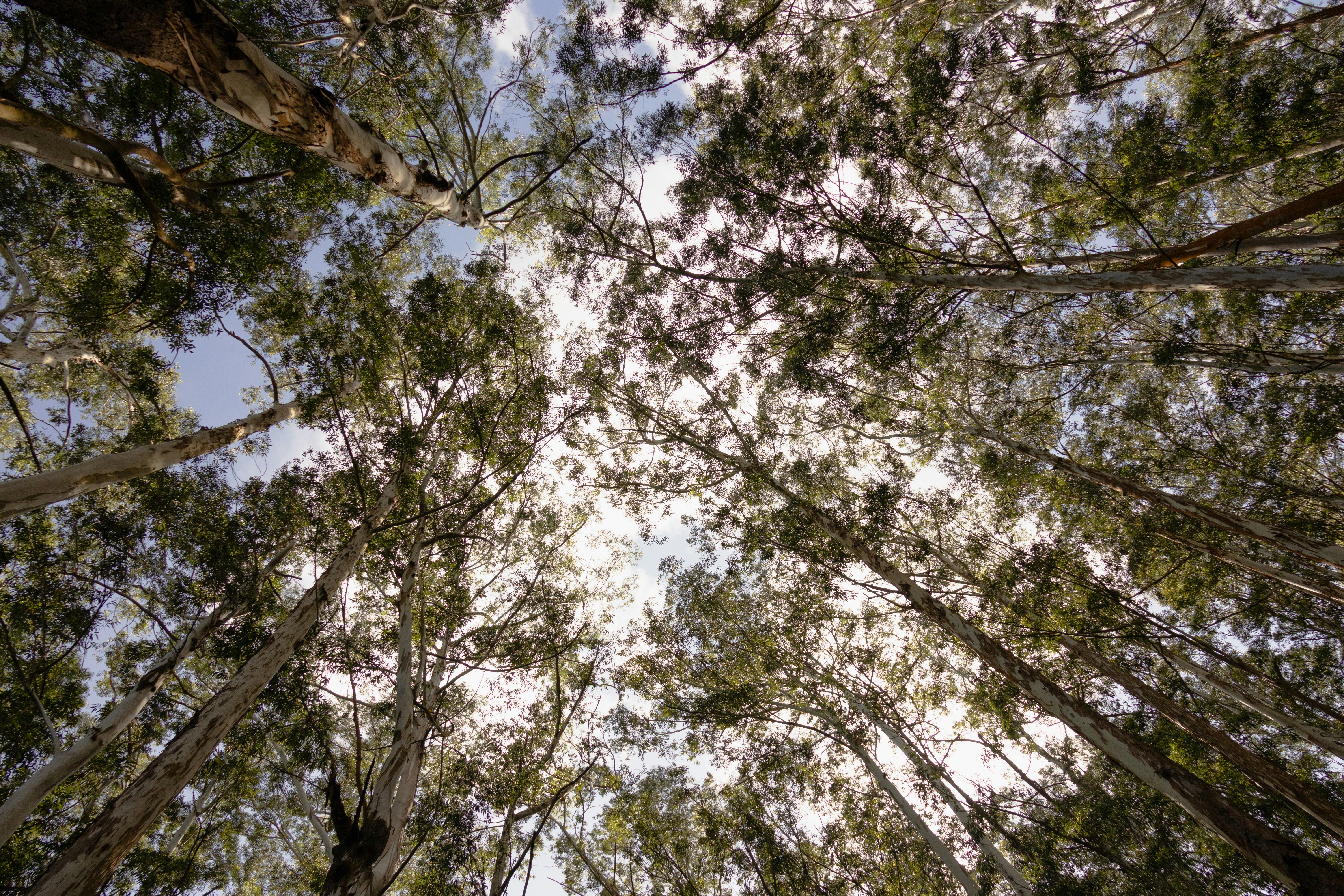 Looking straight up through tall eucalyptus trees with smooth pale trunks to a bright sky