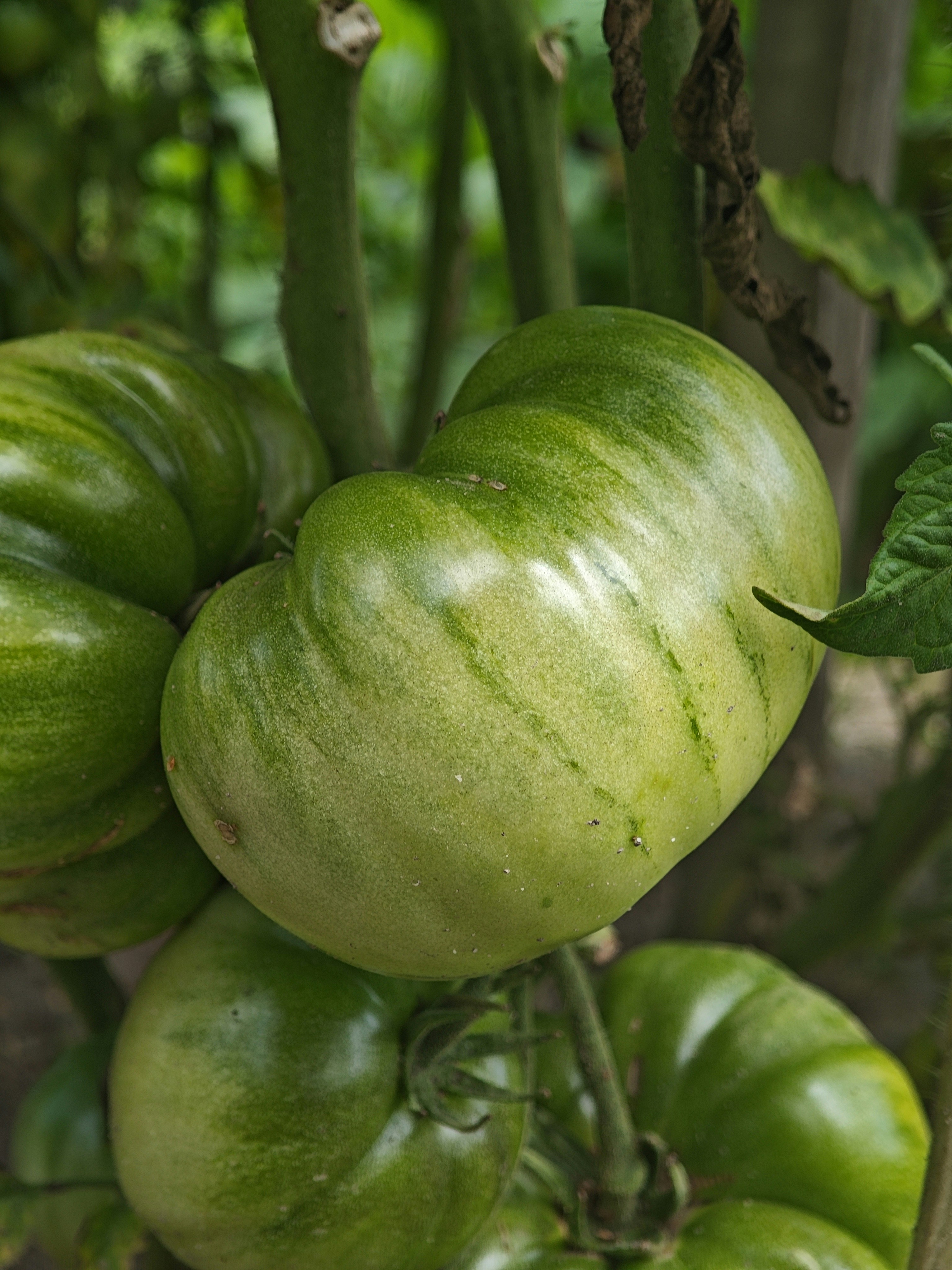 Several large green tomatoes growing on a vine in a garden
