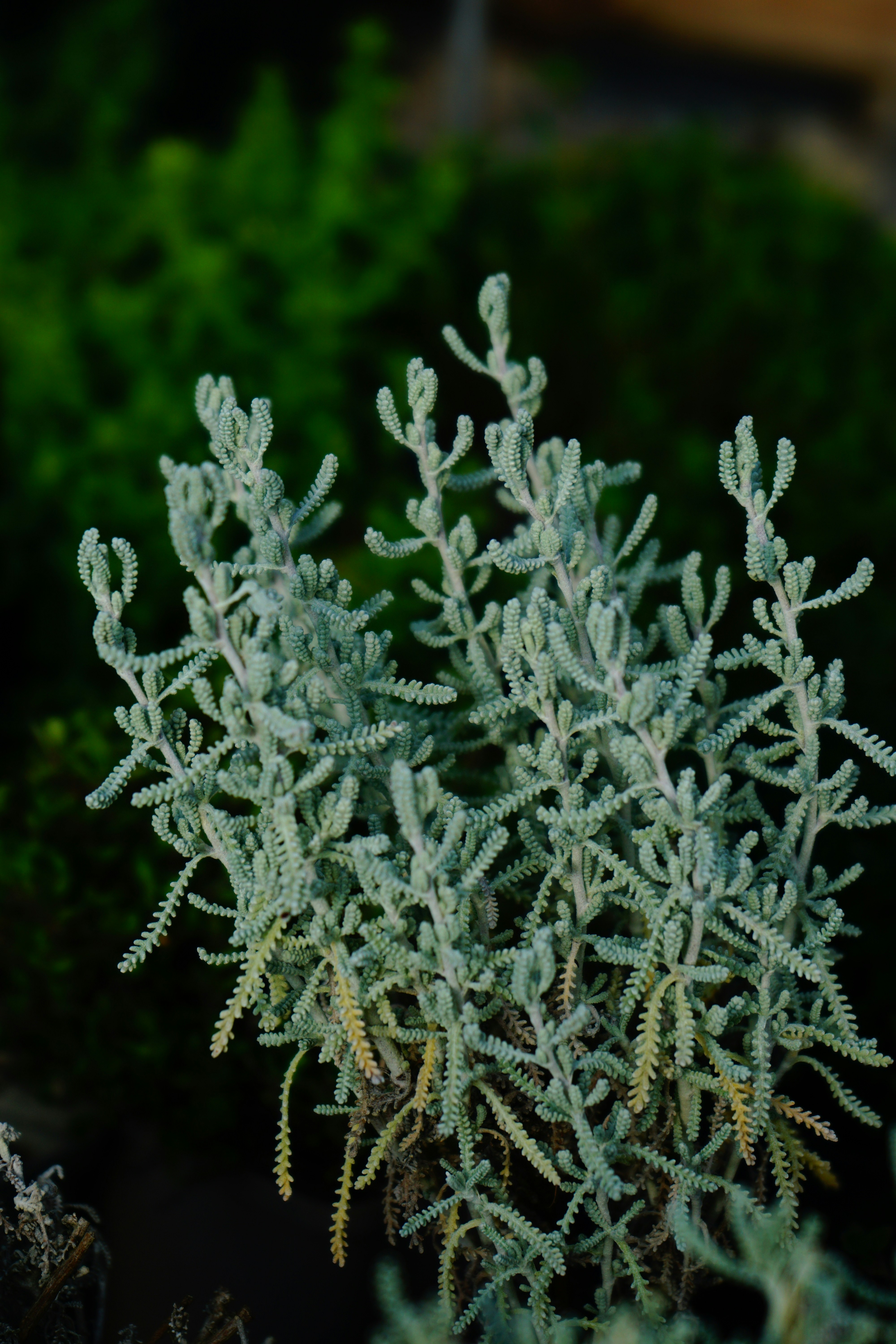 Silvery, finely textured santolina foliage