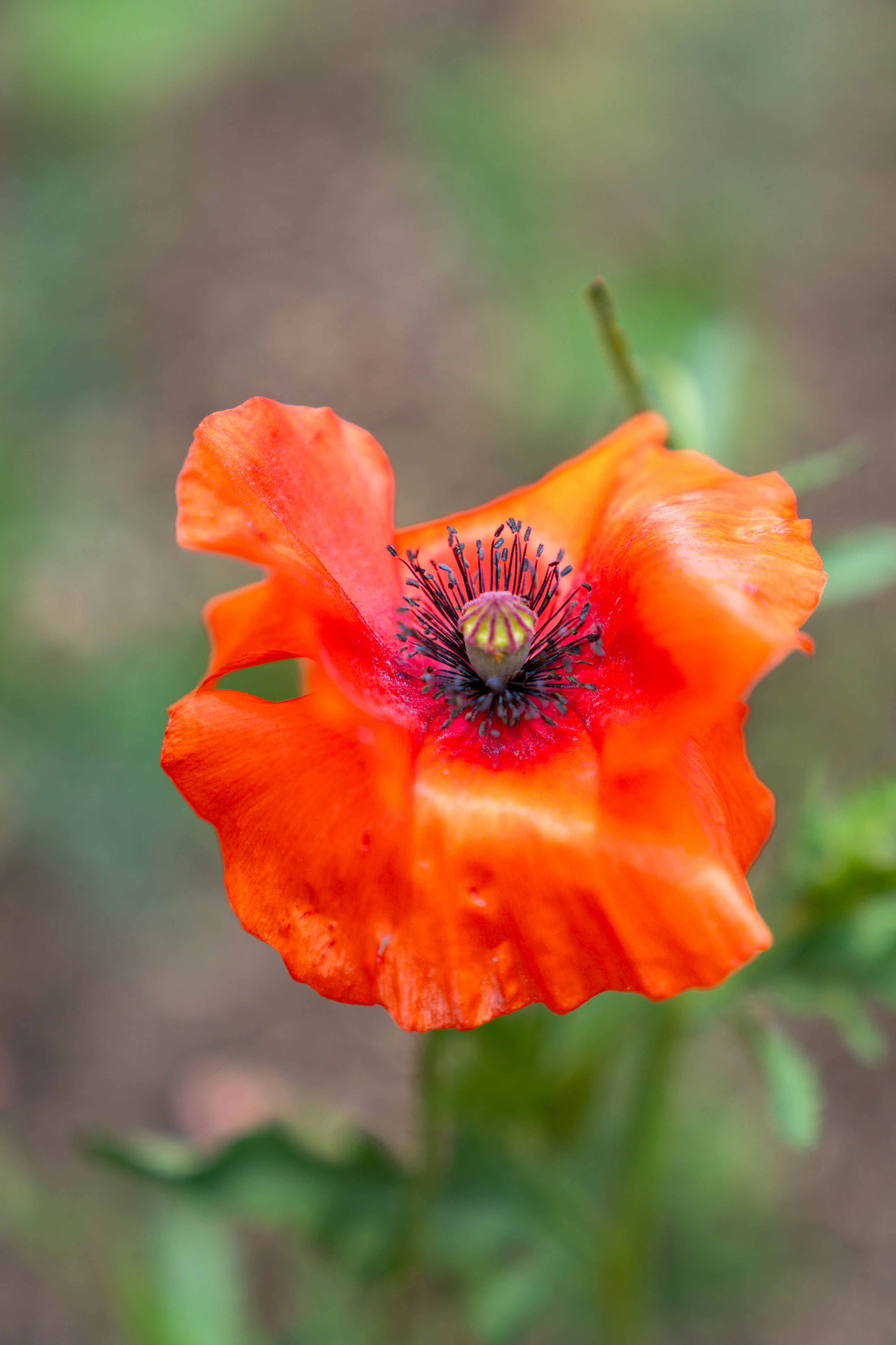 A vibrant orange poppy flower with dark stamens against a soft green background